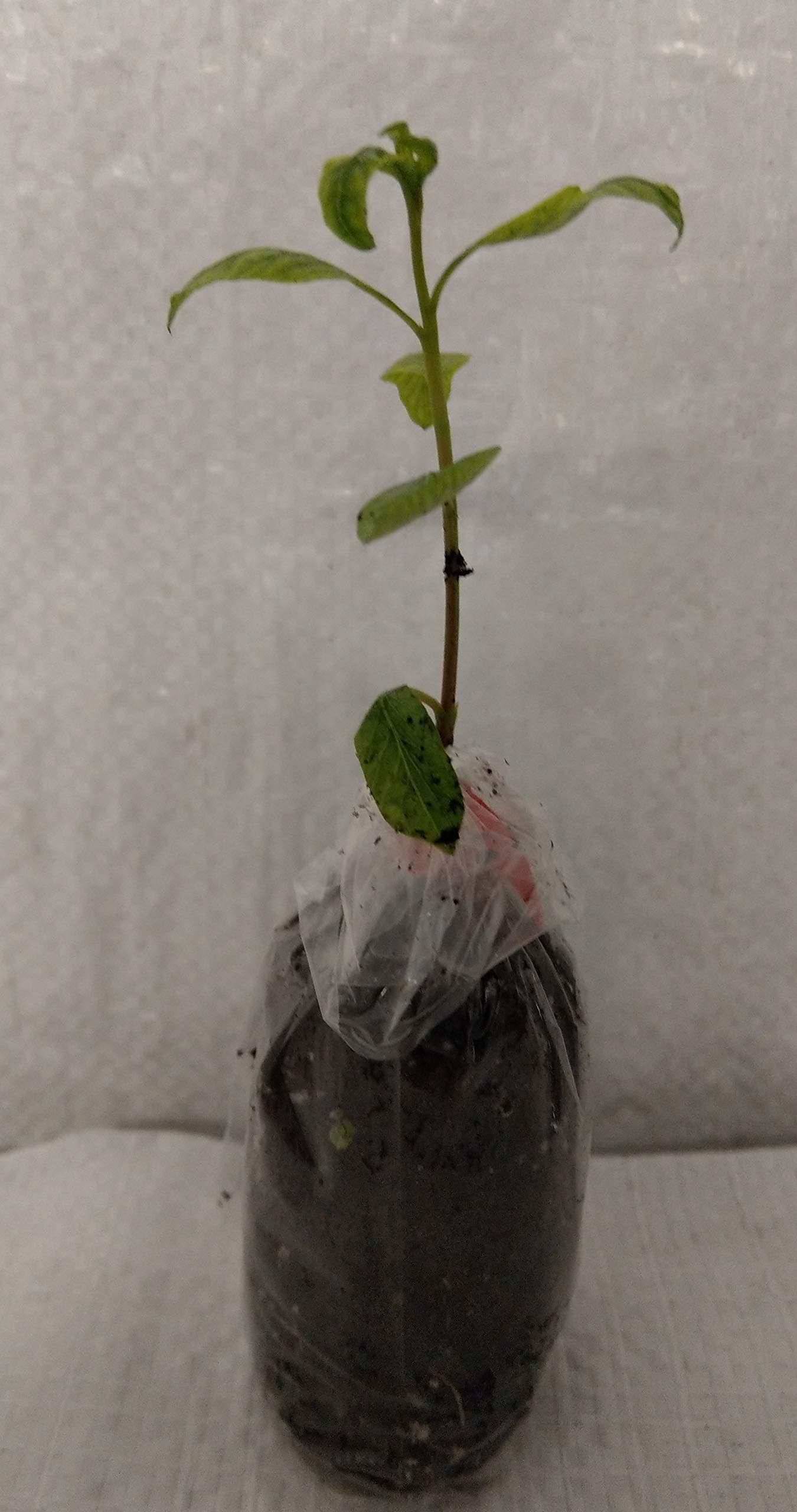 Pistachio Nut, Pistachio Vera Plug Plants