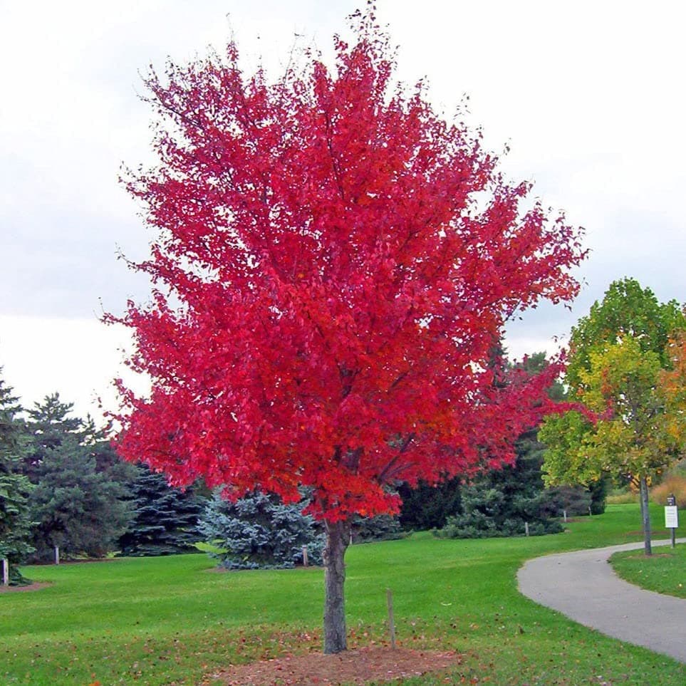 TriStar Plants - October Glory Maple Tree - 1 Gallon Trade Pot - Fall Color, Fast Growing Trees, Shade Tree, Autumn Color