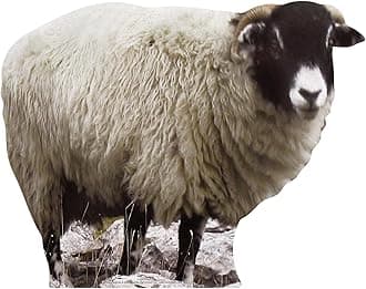 Star Cutouts Cut Out of Sheep