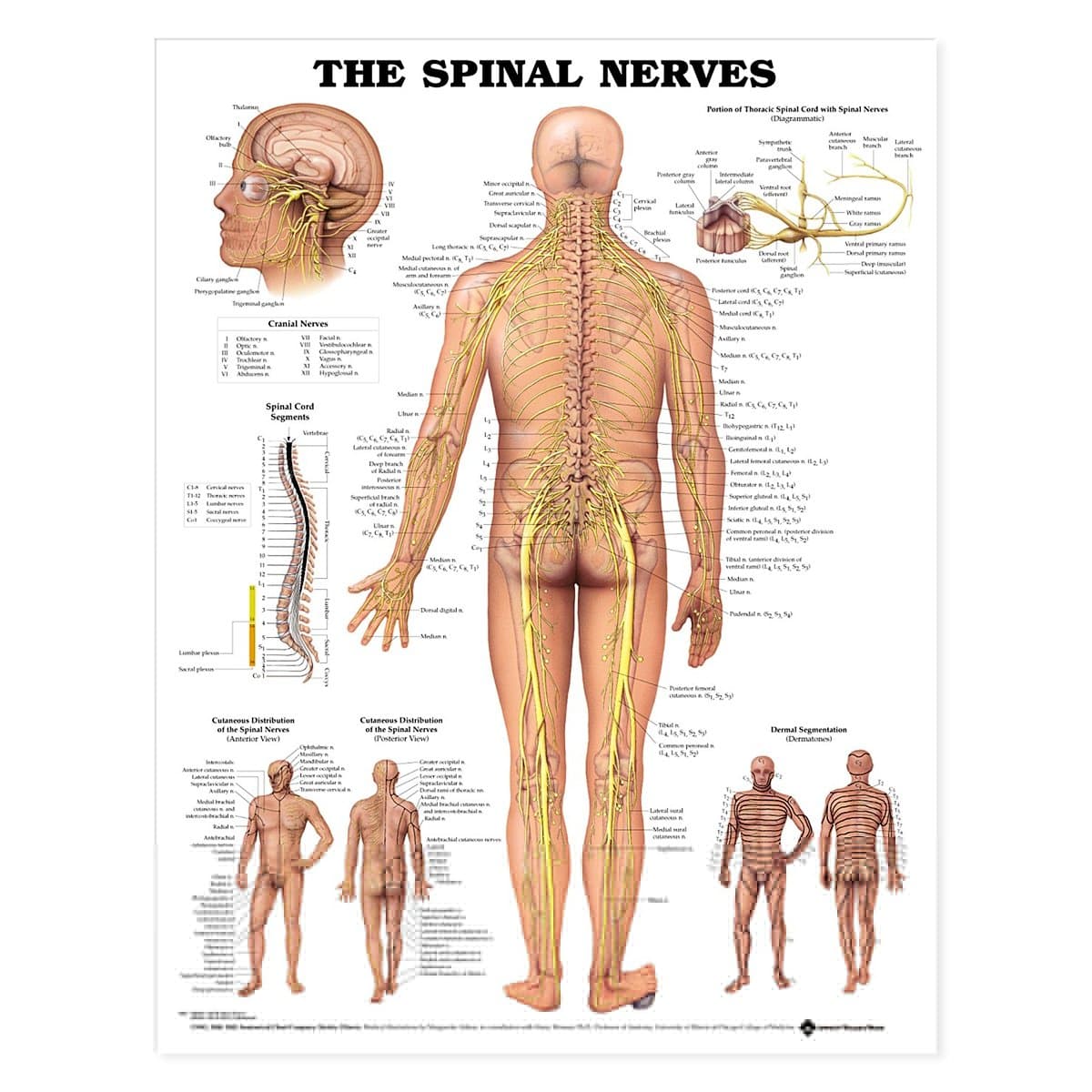 Anatomical Chart Co. Spinal Nerves Chart - Wall Chart - Living Room Decor