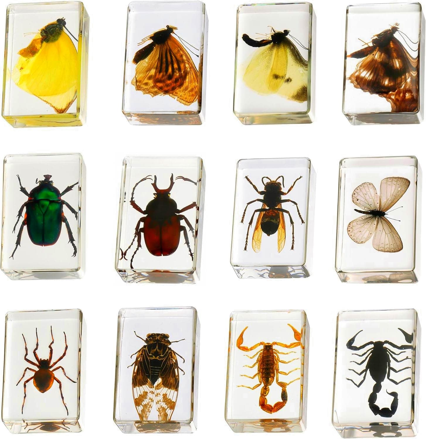 Pokiphip 12 Pcs Insect in Resin Collection - Educational Bugs Specimen Set for Kids, Perfect for Preschool, Classroom Science, and Home Displays