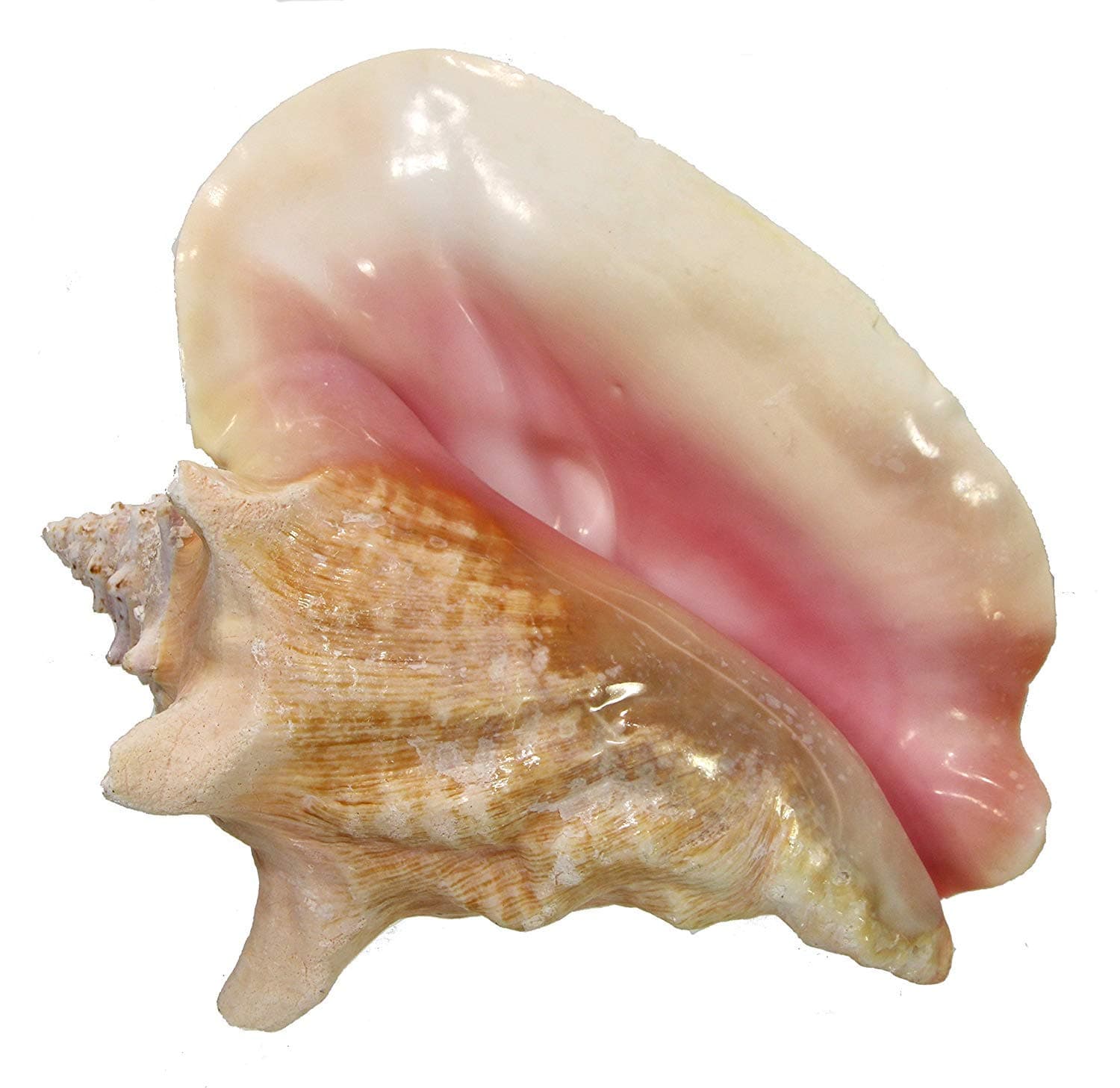 Conch Slit Shell Back 6-8, Queen Shell, Seashell Table Top Centerpiece, Nautical Home Decor, Big Sea Shells | Plus Free Nautical eBook by Joseph Rains