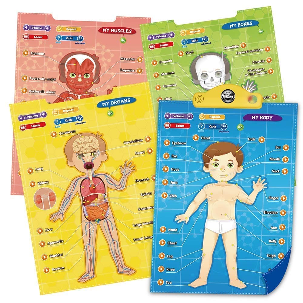 Think GizmosMy Body Interactive Educational Human Anatomy Talking