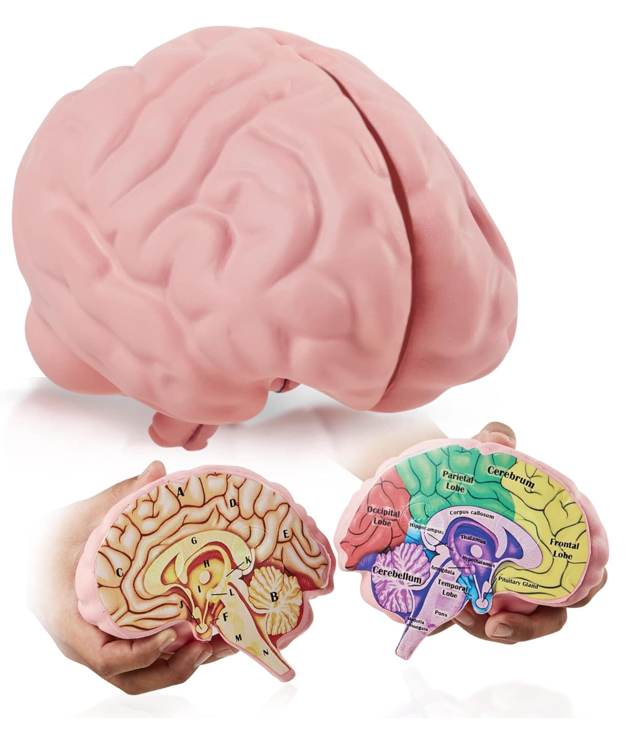 Cross Section Foam Brain Model, Great Educational Tool for Learning & Teaching Human Anatomical Function, Psychology, Biology or Science, Easy to Use & Includes 2 Half Pieces Labeled with Figures