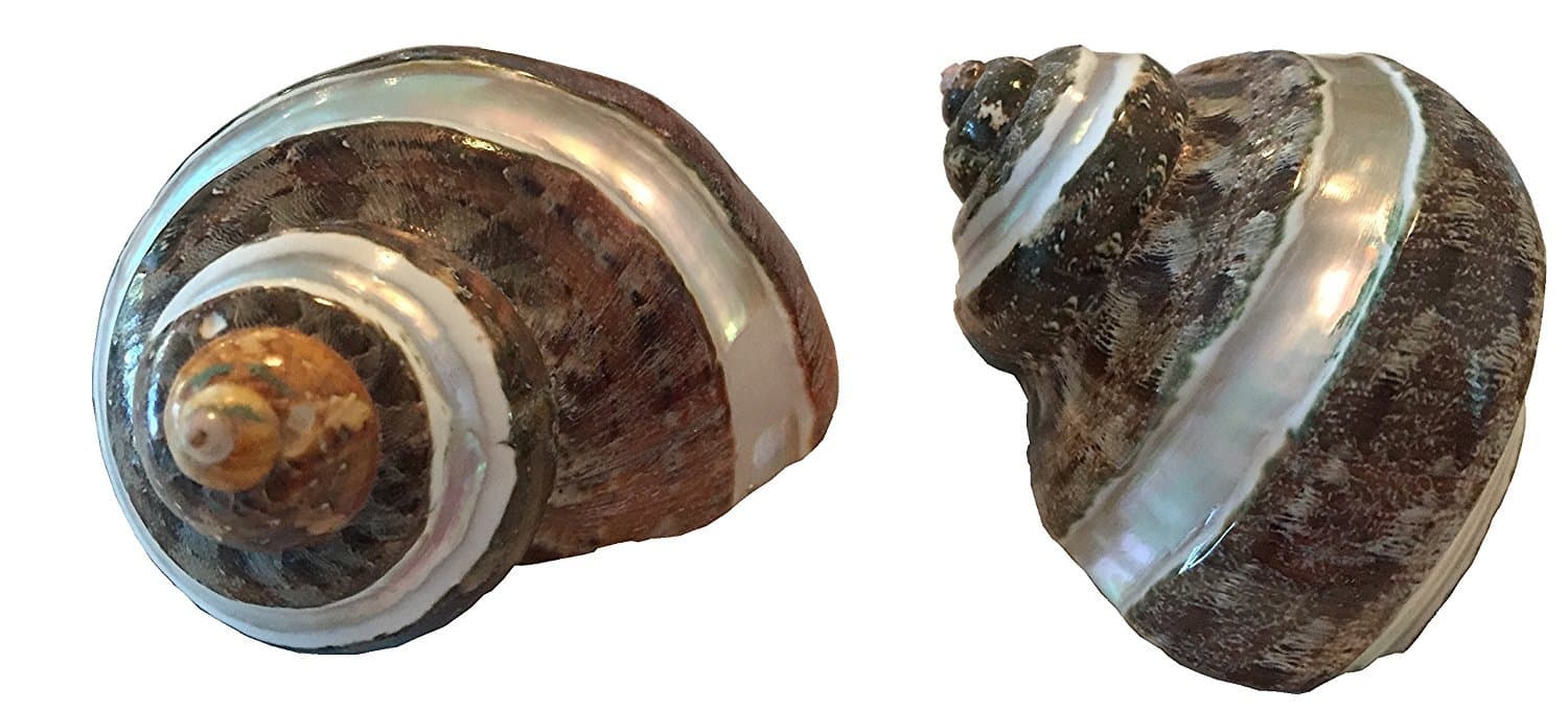 2 (Two) Piece Medium Hermit Crab Shells 1.5-2 inch Real Genuine Shells, 3/4 inch Opening - Petholatus Jade Turbo Tapestry Turban Sea Shell