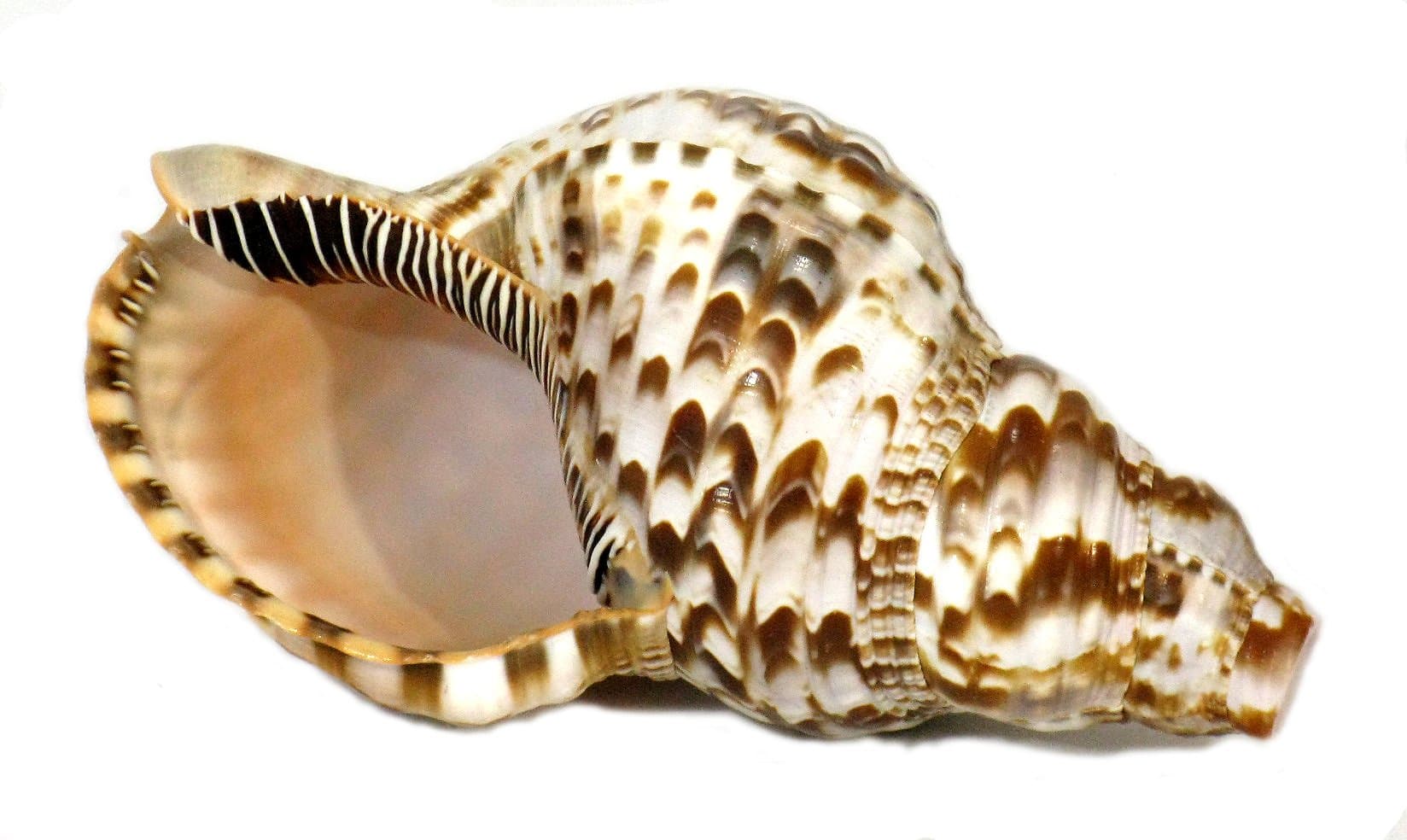 Genuine Triton Shell Blowing Horn / Large 8"-9" Long