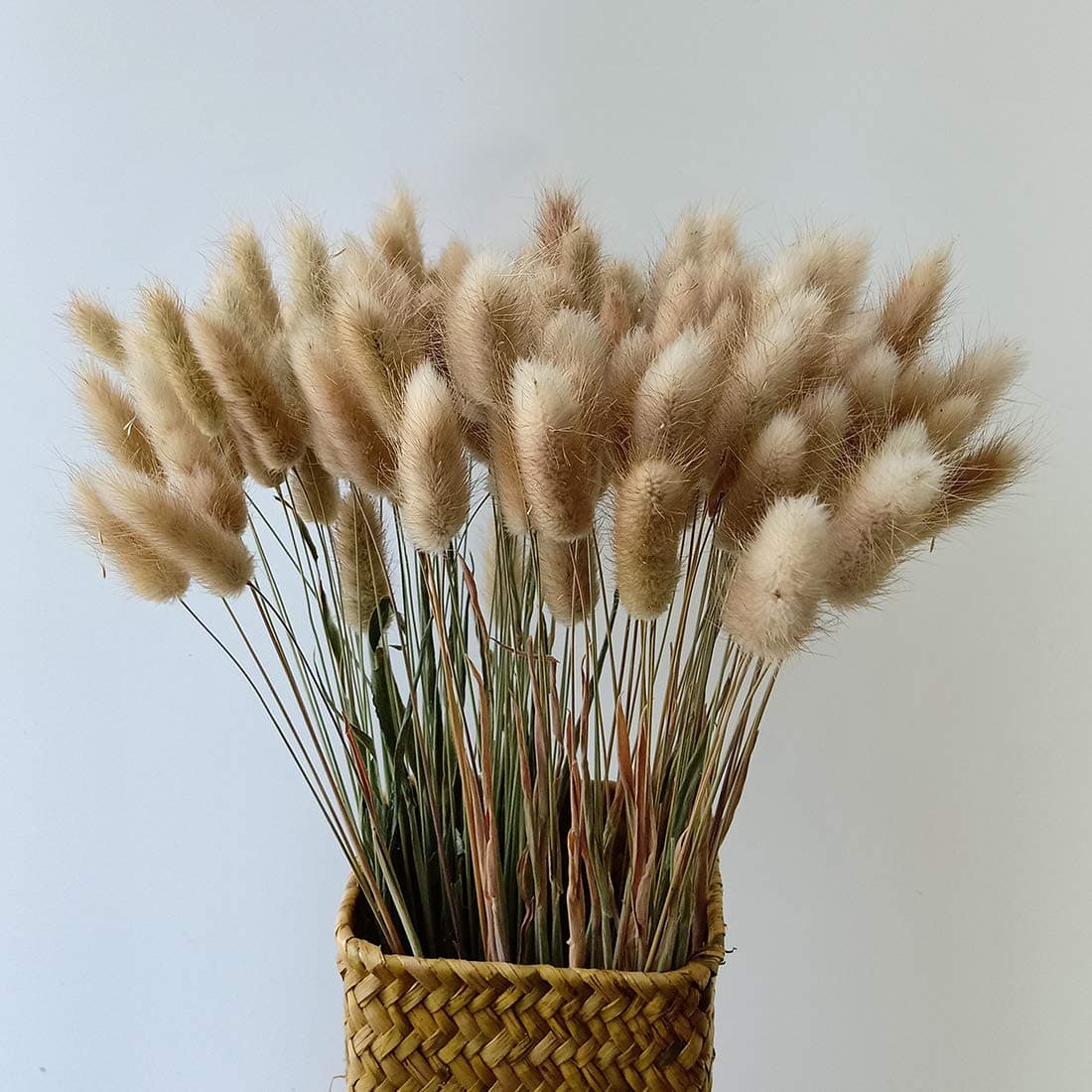 110-120 Stems Bunny Tail Grass Dried Natural Flower Rabbit Tail Grass - Fulfilled by Amazon