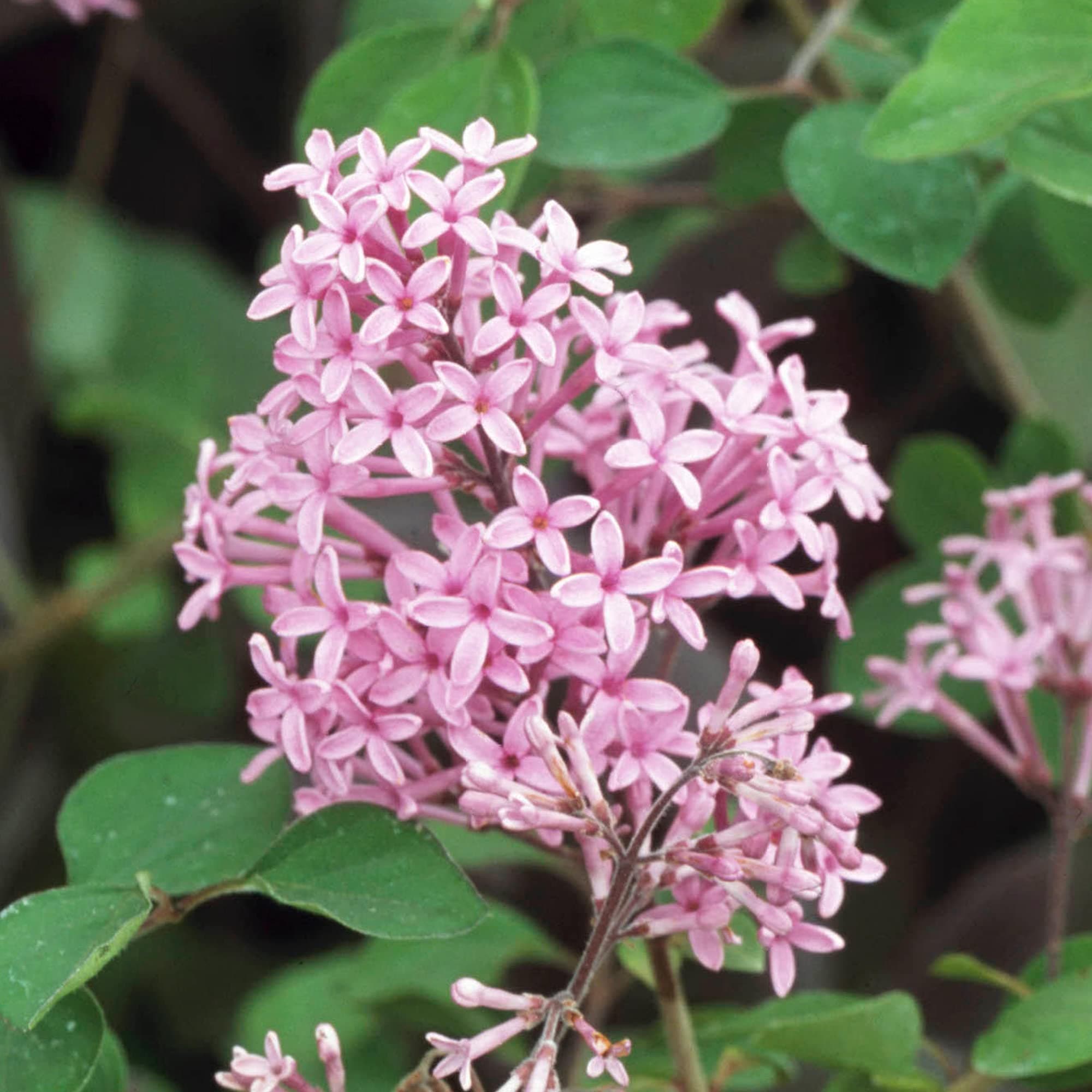 Syringa Red Pixie - Lilac Red Pixie Flowering Outdoor Garden Shrub - Plant in Pot (9cm Pot, 15-30cm)