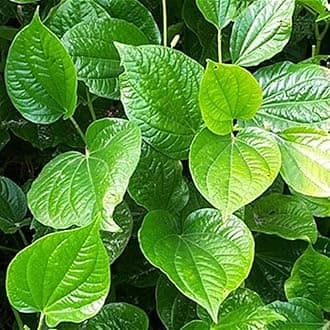 Betel Leaf/Banarasi Maghai Paan Rare Healthy Live Plant | Tamalapaku Paan Leaf Healthy Live Plant Indoor &Outdoor Plant (Above 6-12 Inch) - Pack of 1.