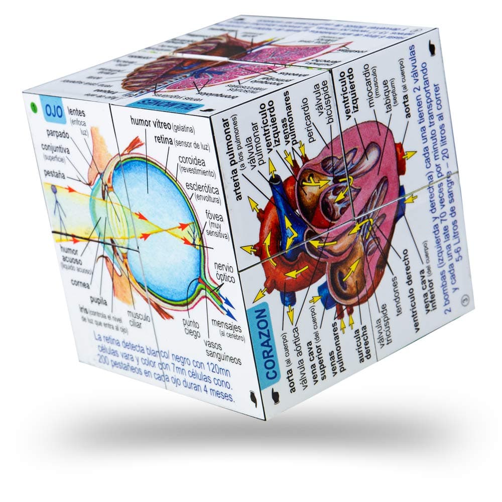 Spanish Human Body Systems & Statistics Cubebook - Fold-Out Cube