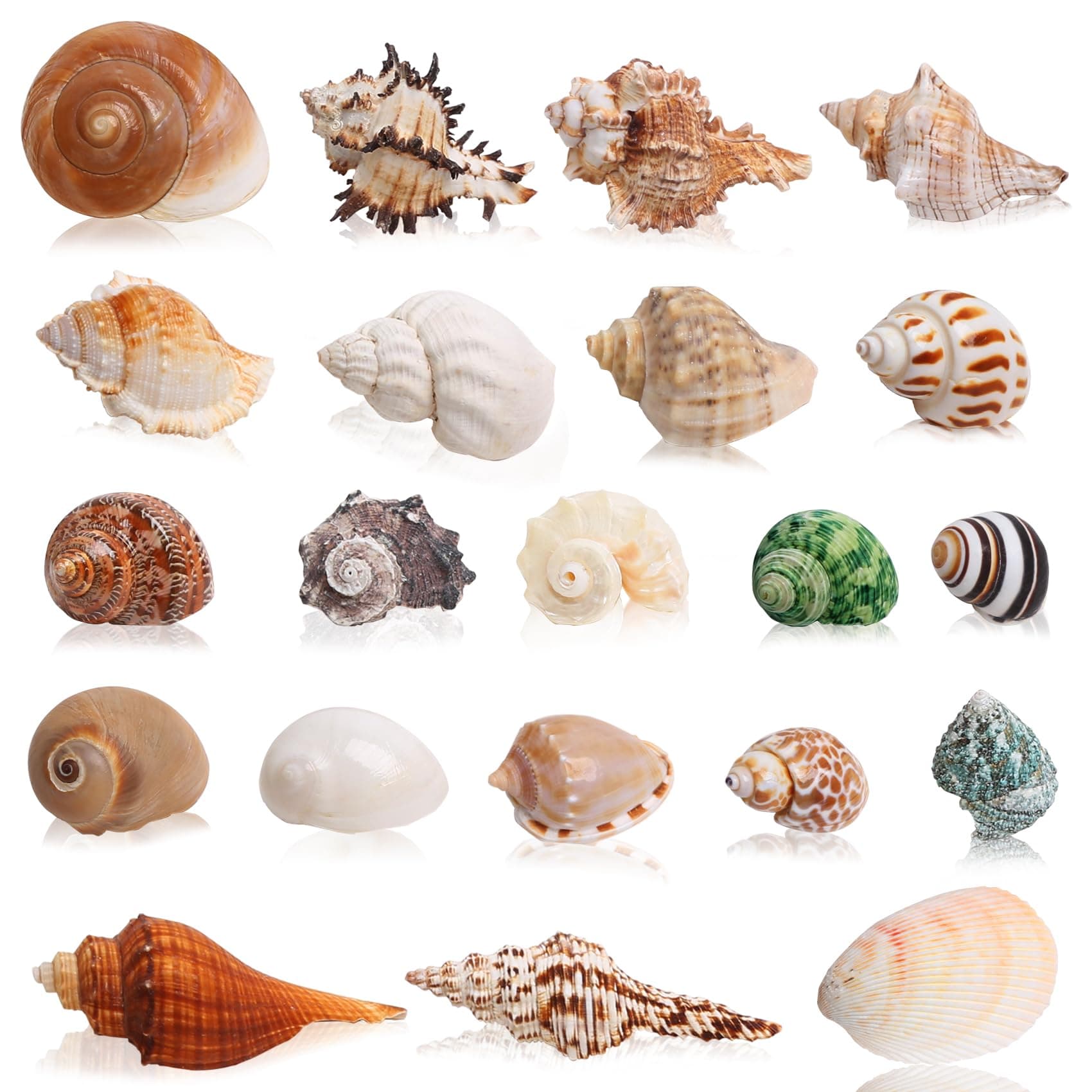 21PCS Hermit Crab Shells Small to Large, Sea Conch Size 3-10CM,Opening Size1.5-5CM,for Natural Hermit Crab Supplies, Conch Shell, Home Decor and Beach Decoration