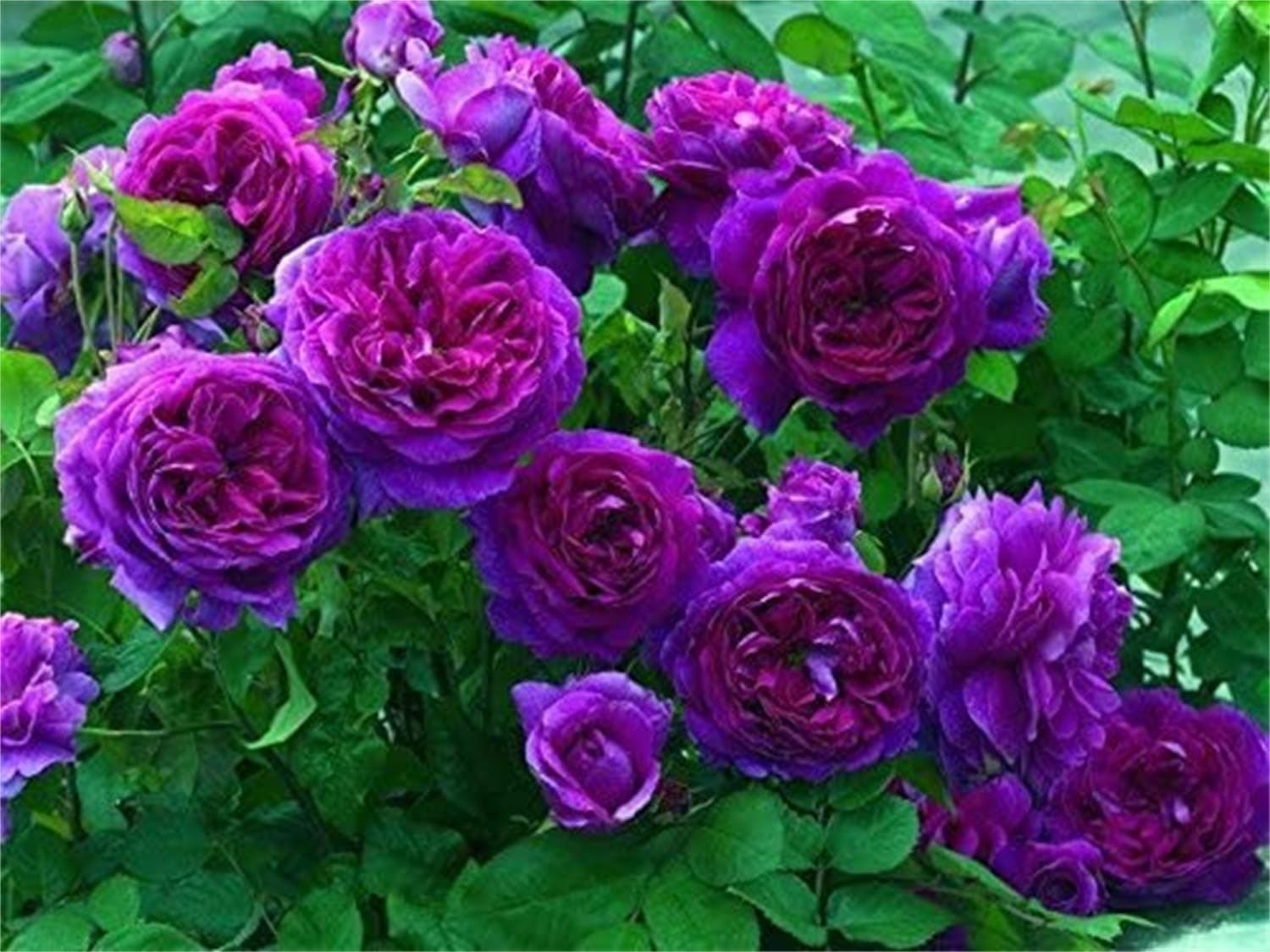 100 Pcs Purple Climbing Rose Seeds