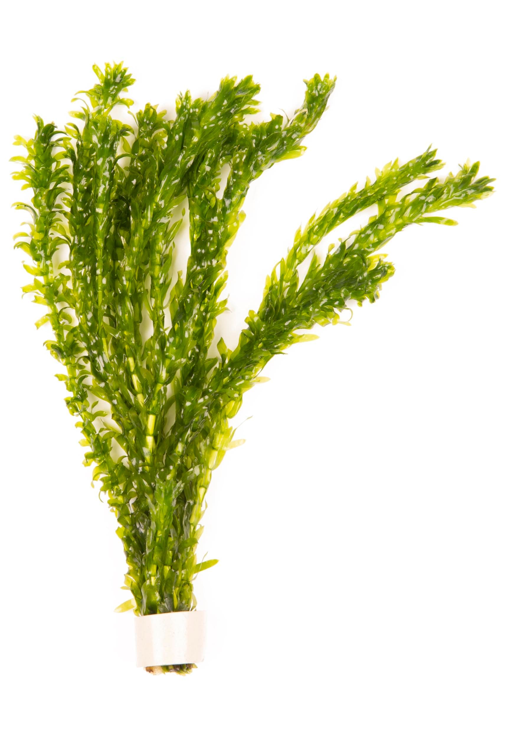 10 x Oxygenating Weed Live Pond Plant ELODEA DENSA - Also Aquarium Aquatic Plants (Weigthed)