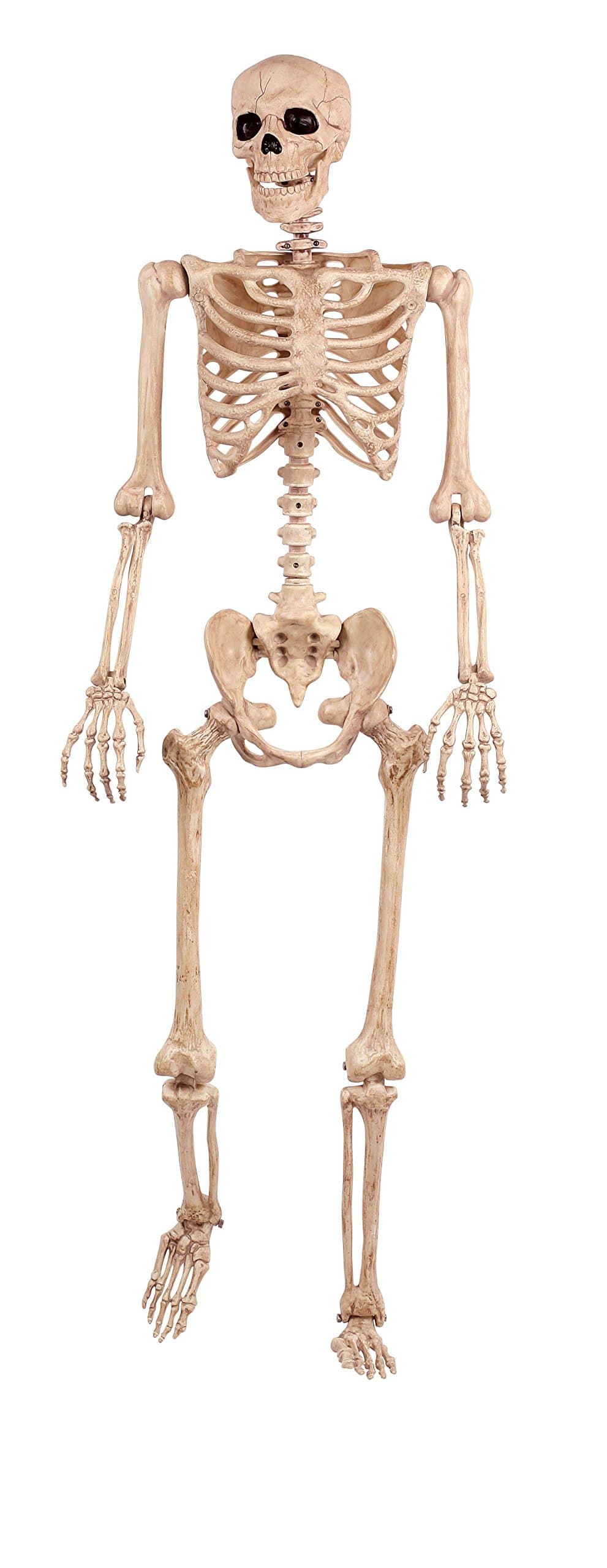 Original Pose-N-Stay Halloween Skeleton, 5 FT – Life-Size, Realistic, Fully Poseable Indoor & Outdoor Decoration, Durable Plastic Spooky Prop for Yard, Porch, Haunted House