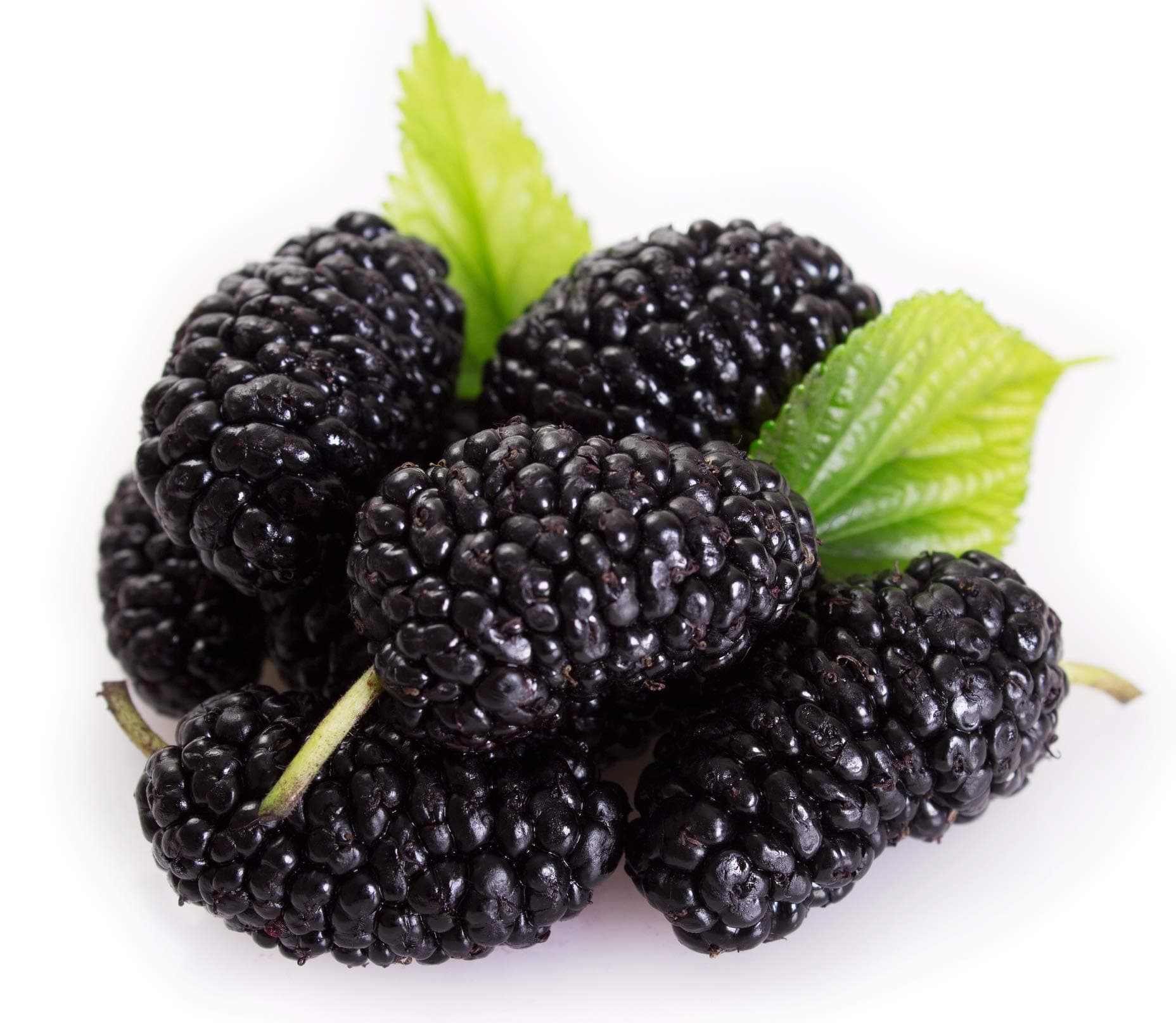 Fresh Mulberry,Fresh,125 Gram