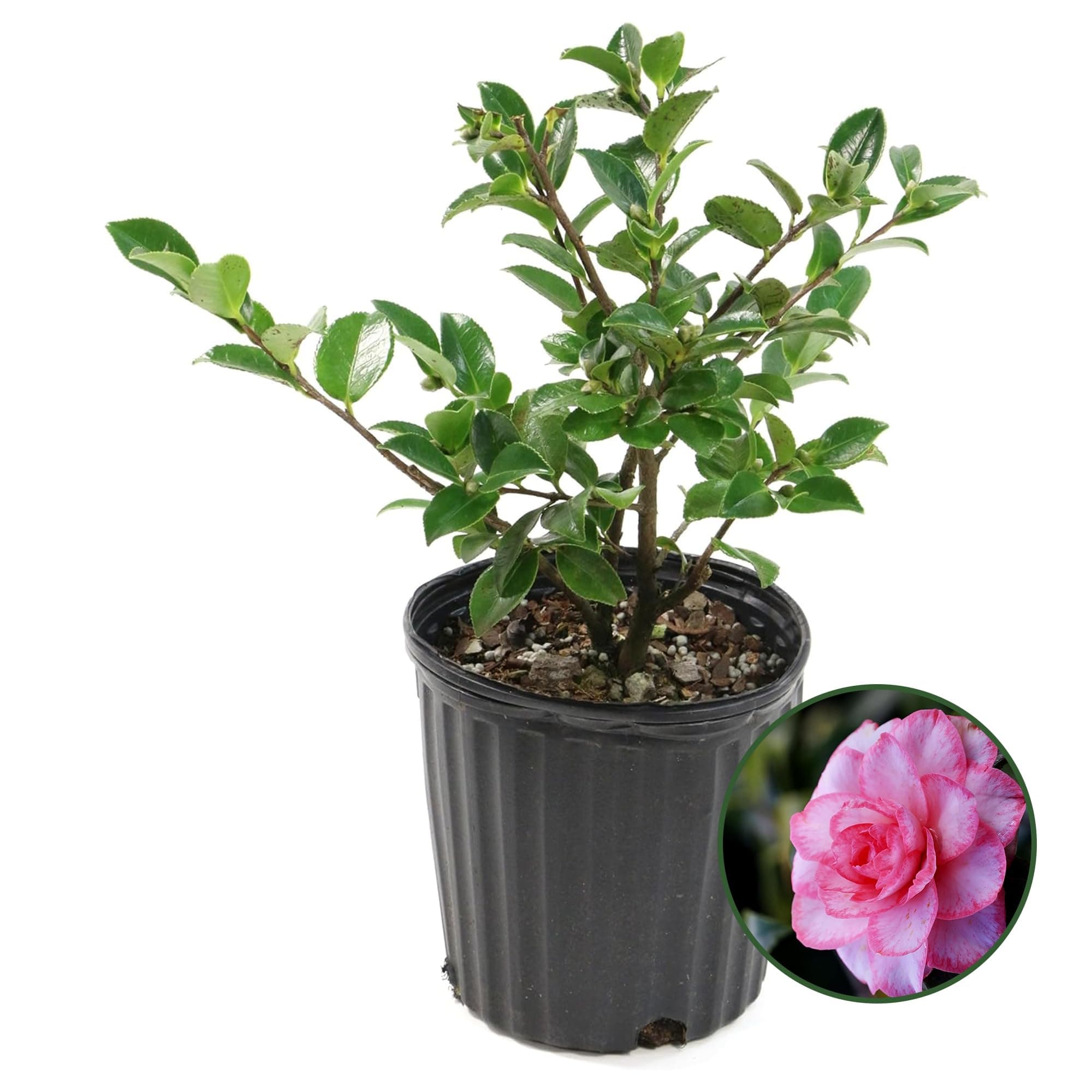 Leslie Ann Pink Camellia Shrub - Live Evergreen Flowering Shrubs in 3 gal Container - Grows Upto 6' x 4' - Flowering Shrub for Gardens, Hedges & Landscaping (Pack of 1)