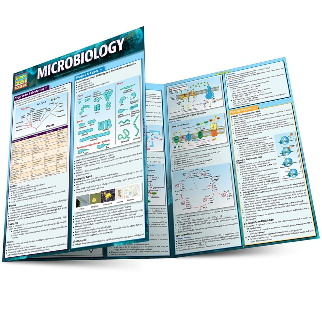 Microbiology: A Quickstudy Laminated 6-Page Reference Guide