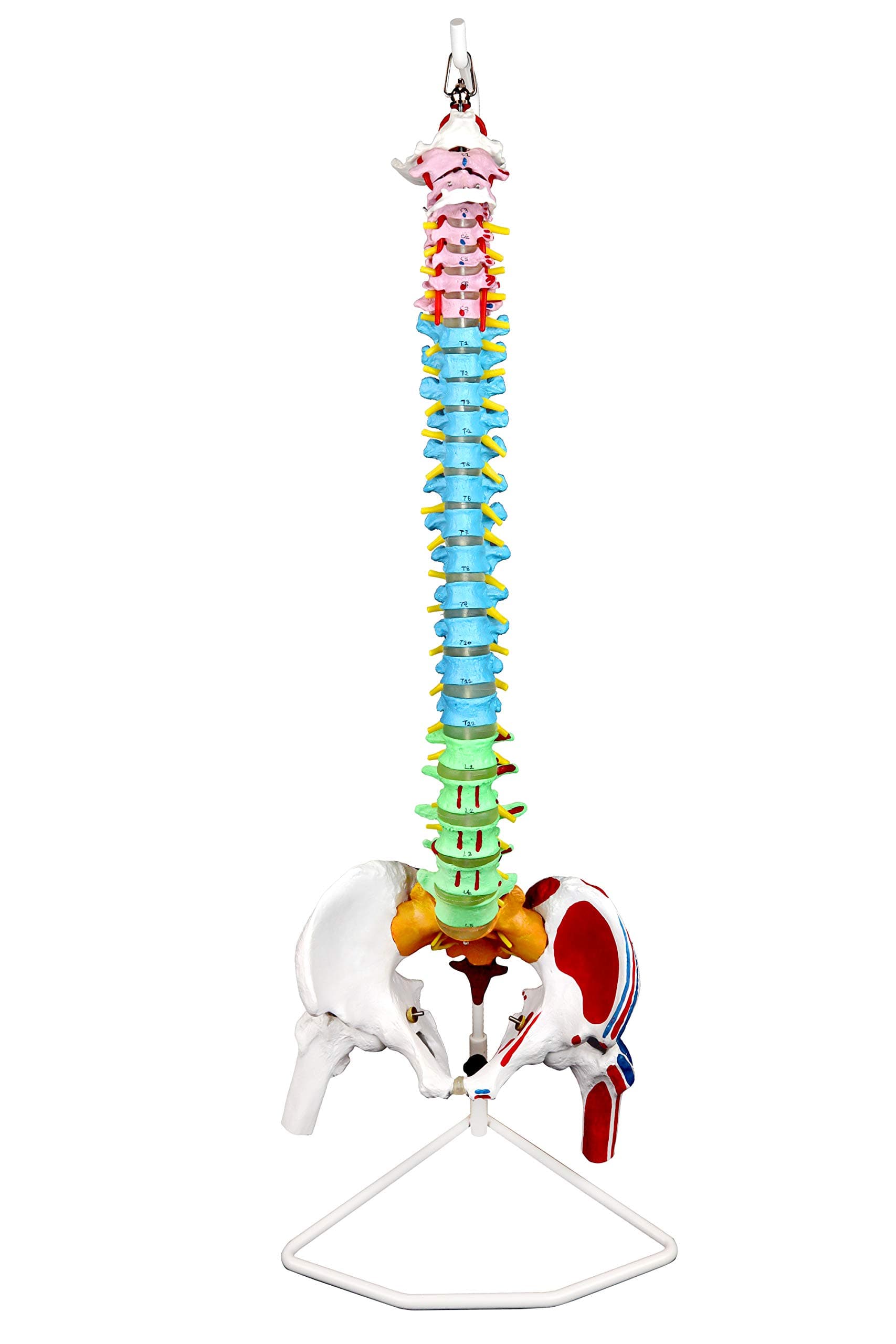 Vision Scientific VAV245 Flexible Spinal Column | 5 Color-Coded | Muscle W Oc...