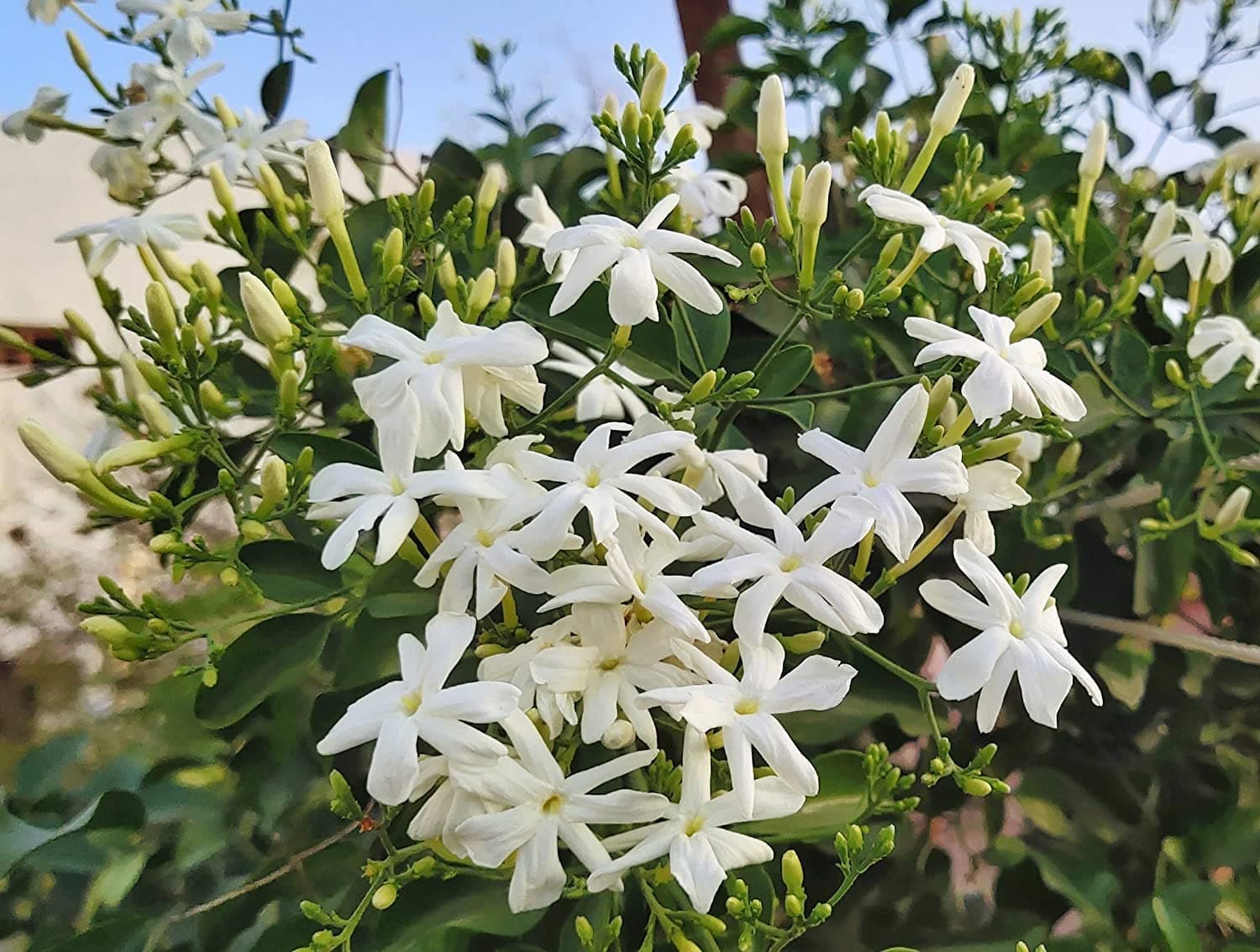 நித்திய மல்லி பூ செடி / Nitya Malli Beautiful Fragrance All Season Flowering Plant With Safe & Secure Packing