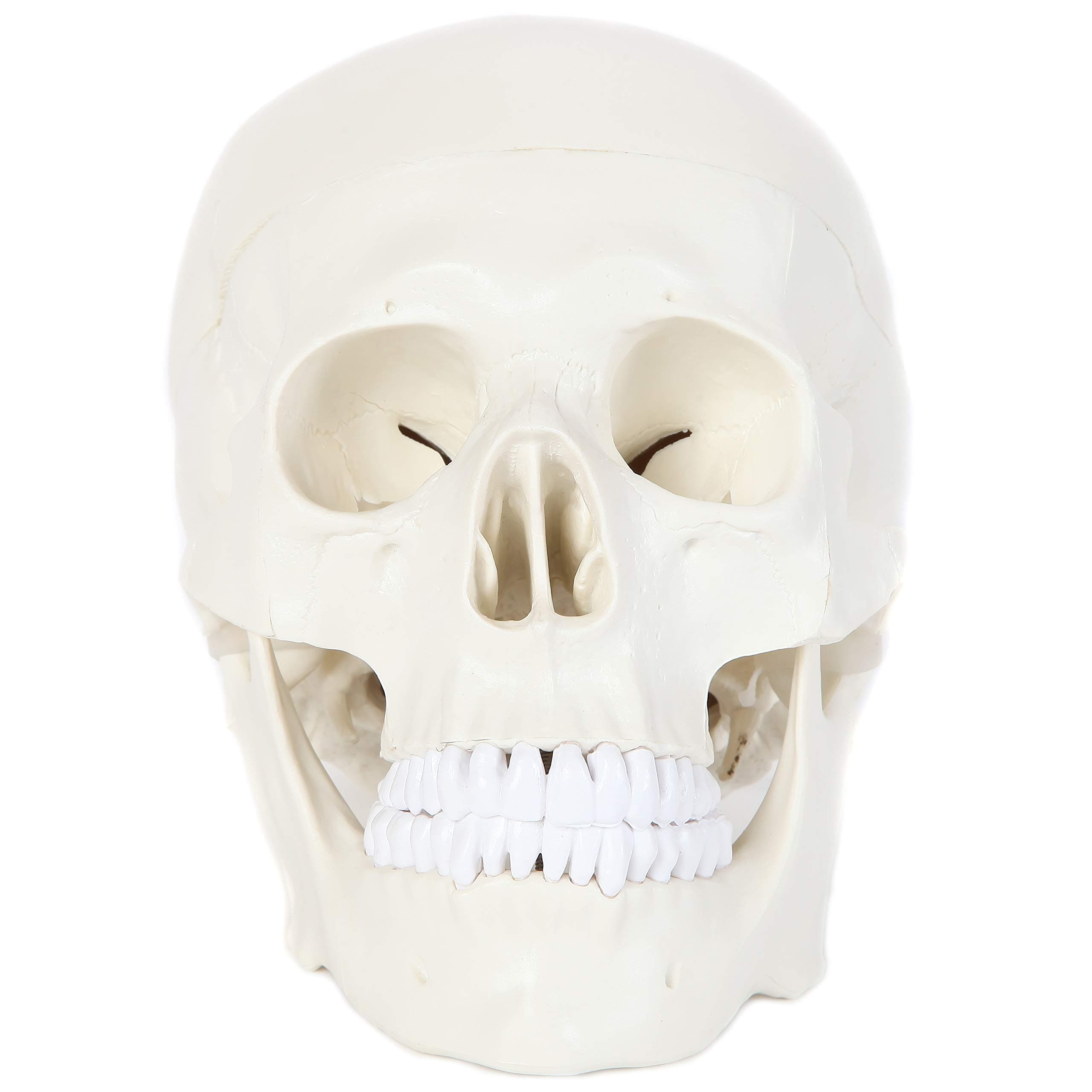 Anatomy Lab Human Skull Model | Life Size Skull Dissects into 3-Pieces | Removable Skull Cap Shows Major Foramen, Fossa, and Canals | Great Tool to Study Skull Bones and Landmarks