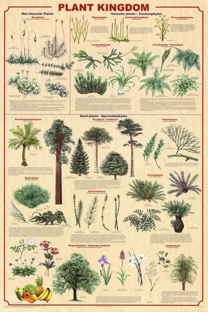 The Plant Kingdom Poster