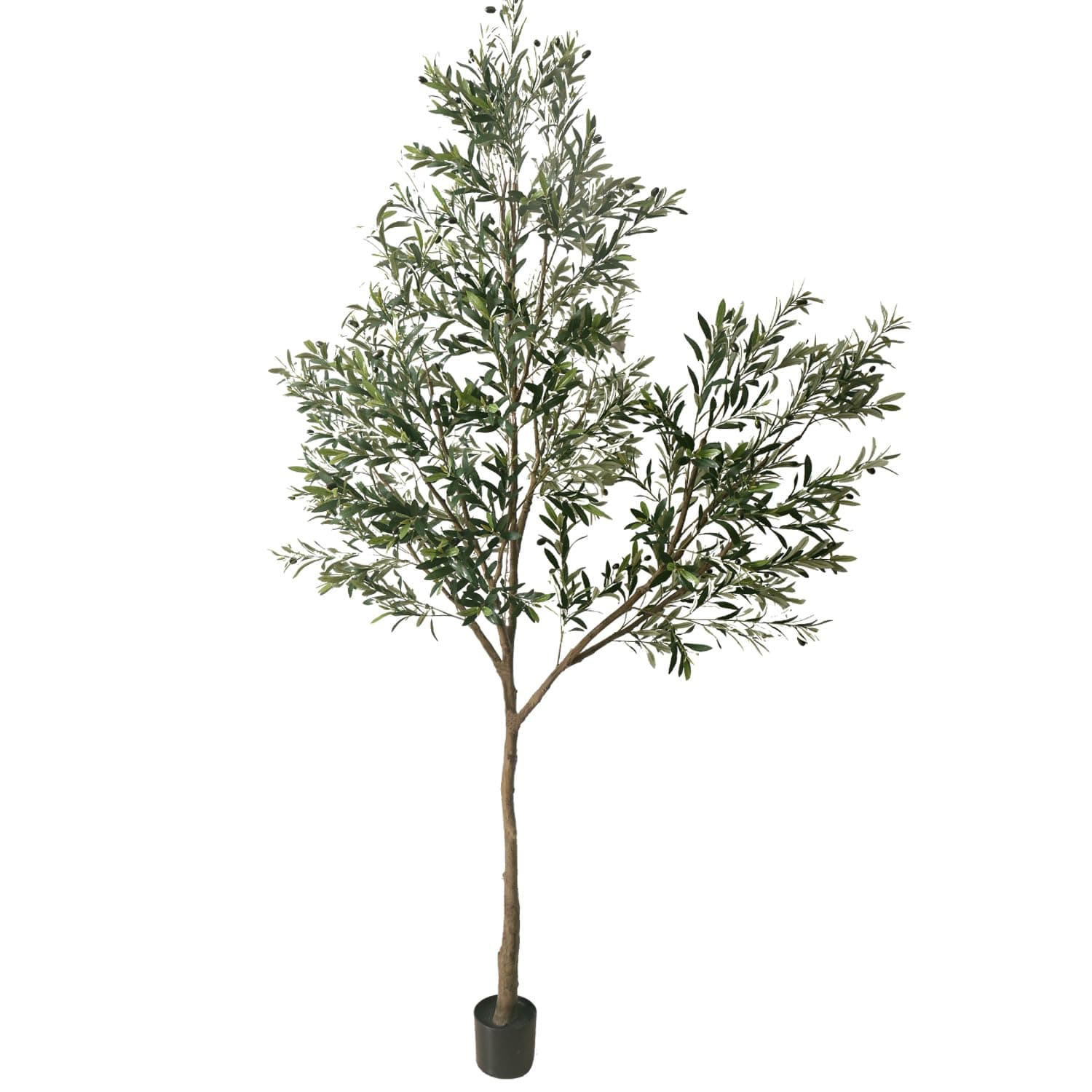 Phimos Olive Tree, Green, 208.3 cm
