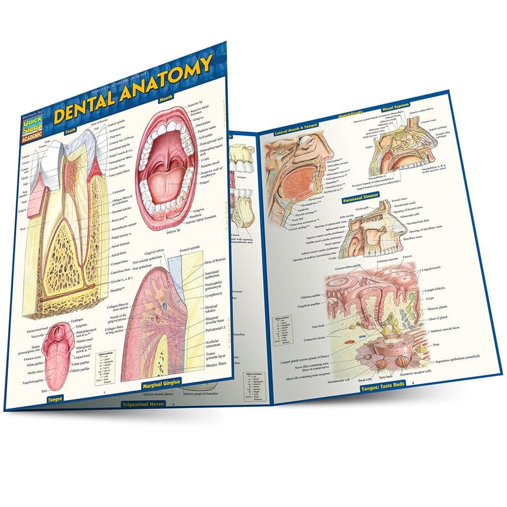Dental Anatomy: QuickStudy Laminated Reference Guide (QuickStudy Academic)