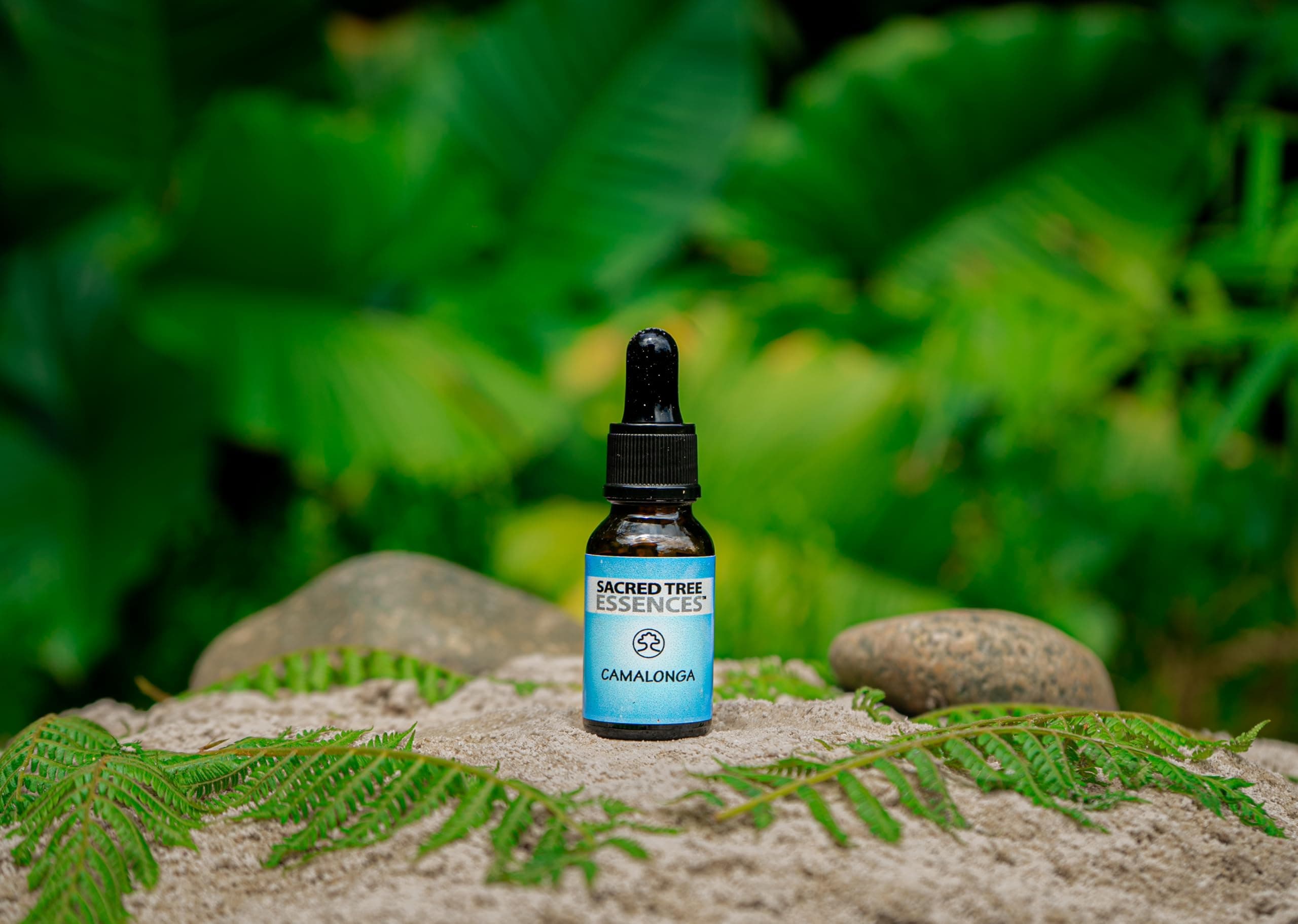 CAMALONGA Dreamtime Master Plant shamanic Amazonian Essence