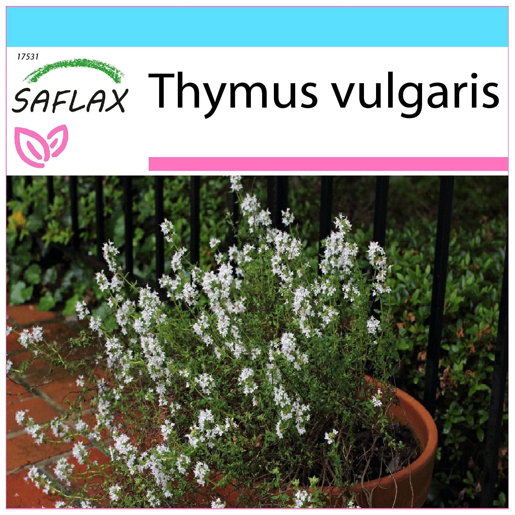 Gift Set - Common Thyme - 200 Seeds - Thymus vulgaris