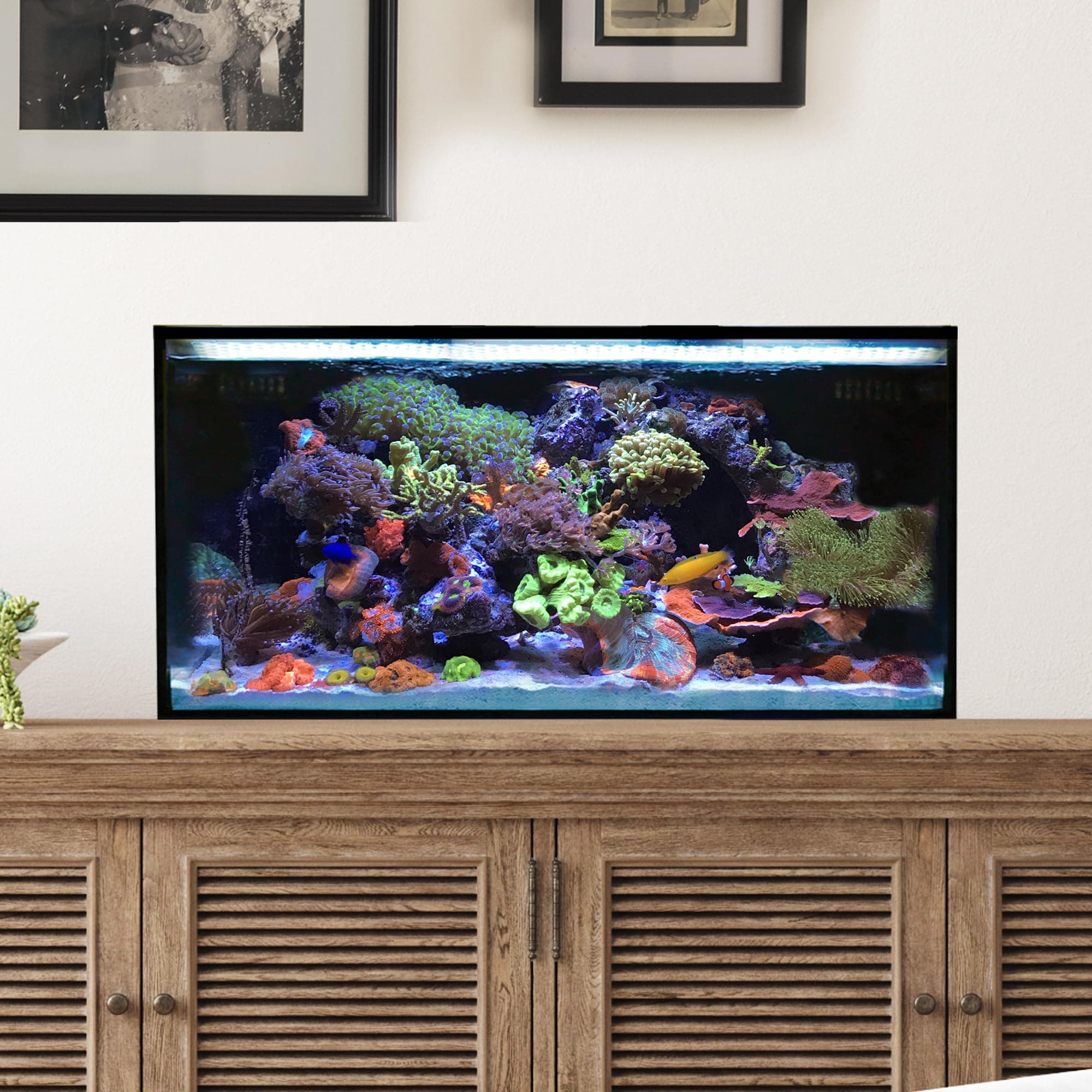 Innovative Marine Starter Kit Aquariums (25 Gallon Lagoon)