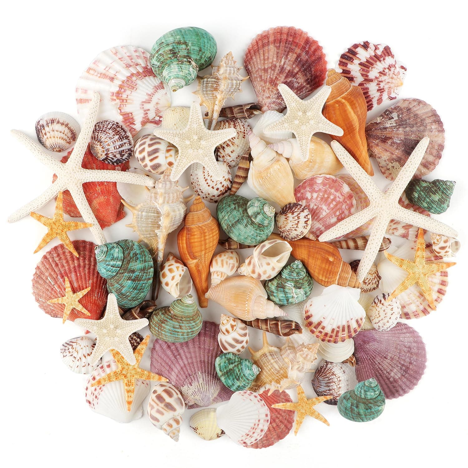 Jangostor Sea Shells Mixed Ocean Seashells, 1.2"-3.5" Various Sizes Beach Seashells and Natural Starfish for Vase Fillers Fish Tank Beach Themed Party Home Wedding Decorations DIY Crafts
