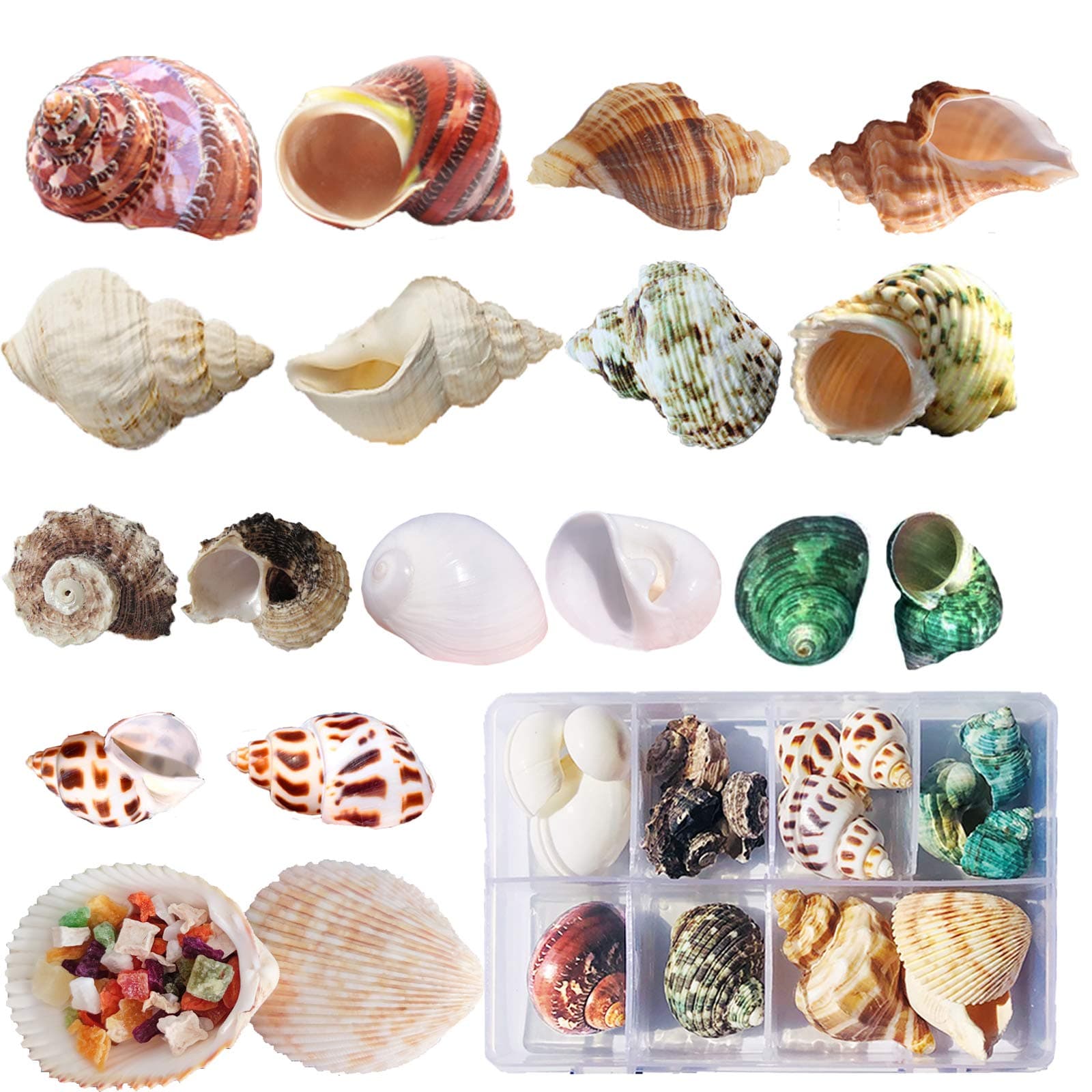 17PCS Natural Hermit Crab Shells