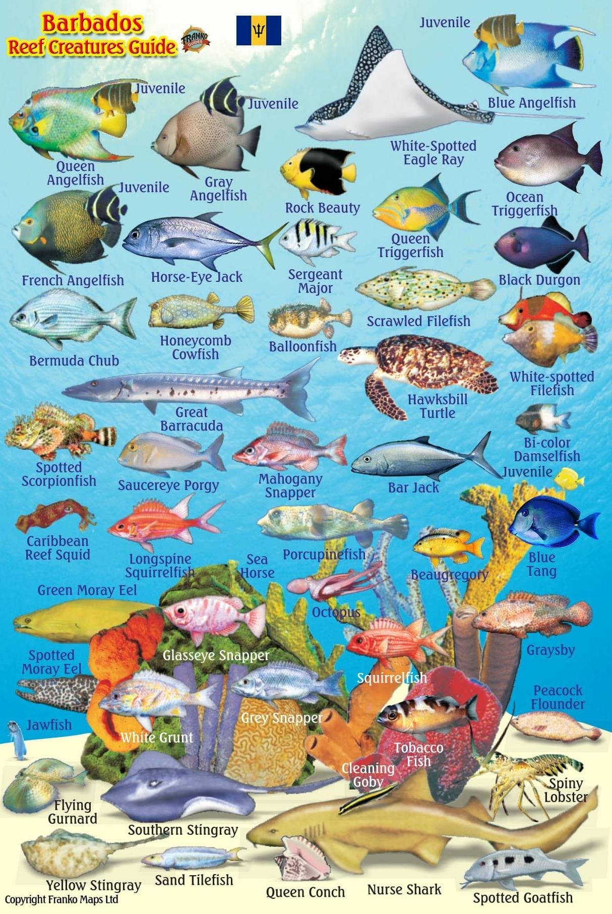 Barbados Reef Creatures Guide Waterproof Fish Card 4" x 6"