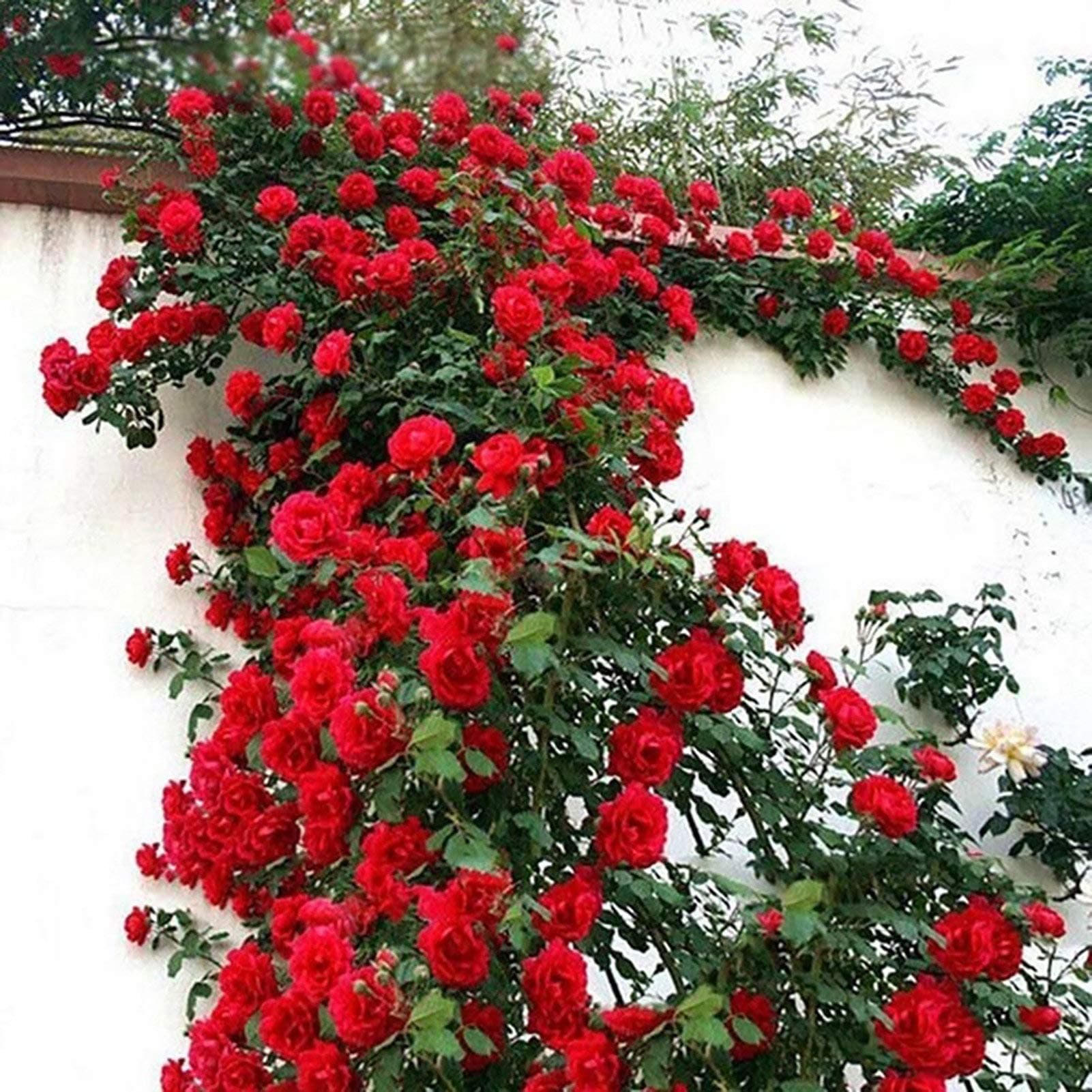 100 pcs Climbing Rose Seeds Quick Growing Bright-Colored Crops Garden Plants Seeds for Yard - Red Rose Seeds - Flower Seeds Vegetable Seeds Fruit Seeds Garden Plant Seeds