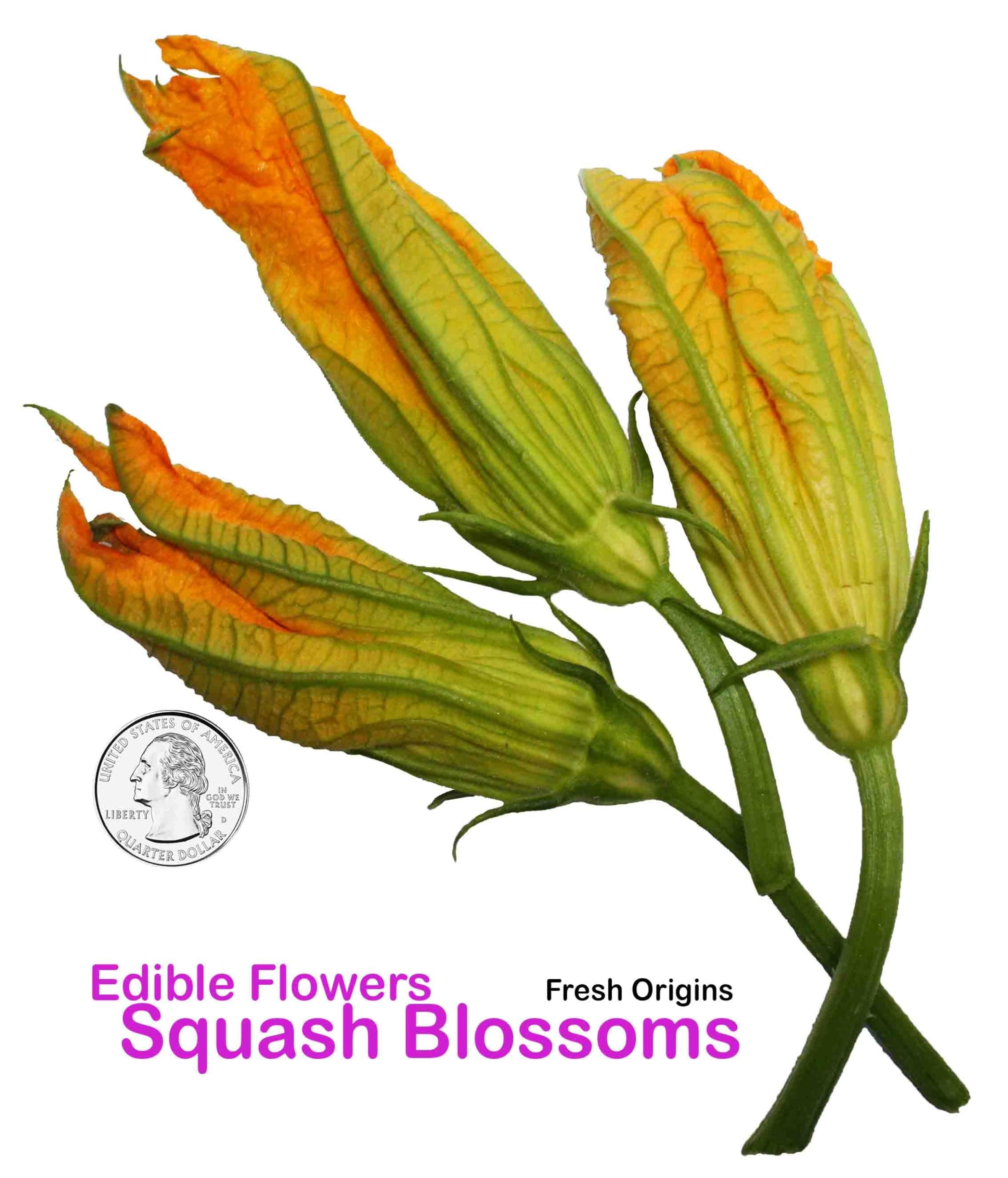 Edible Squash Blossoms - 25 Count (Pack of 4)