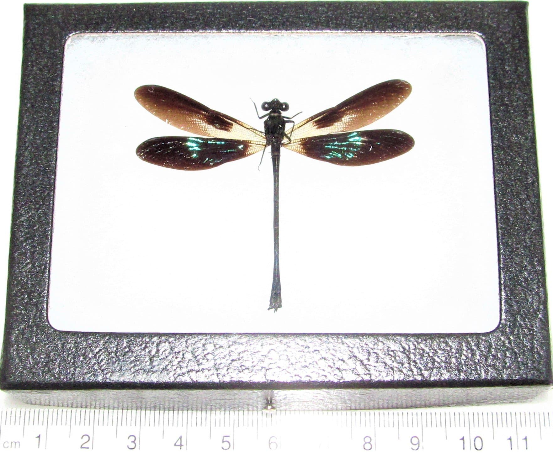 BicBugs Euphaea variegata REAL FRAMED DRAGONFLY DAMSELFLY GREEN