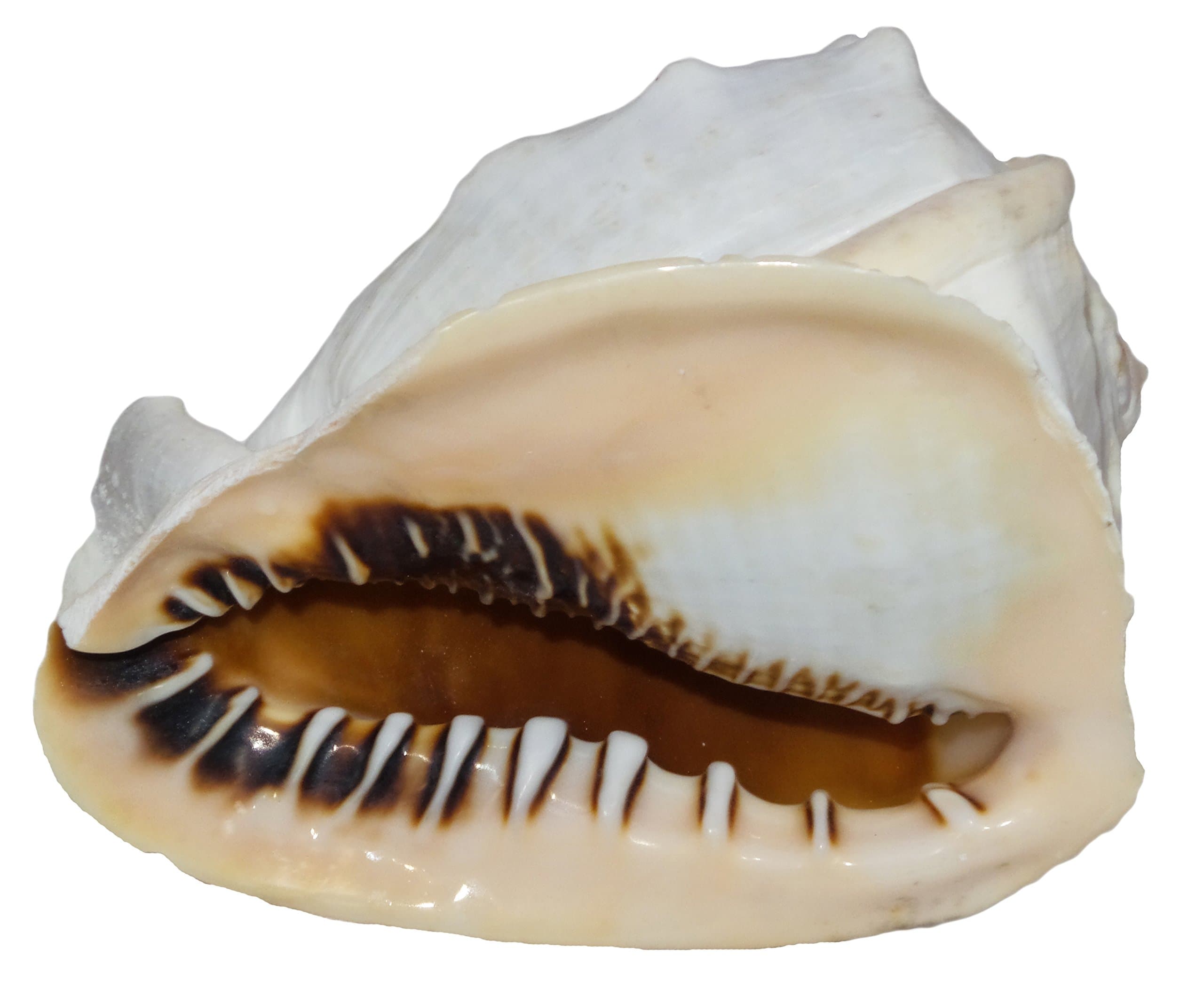 U.S. Shell, Inc.05204 Queen Helmet Shells 5 to 6",