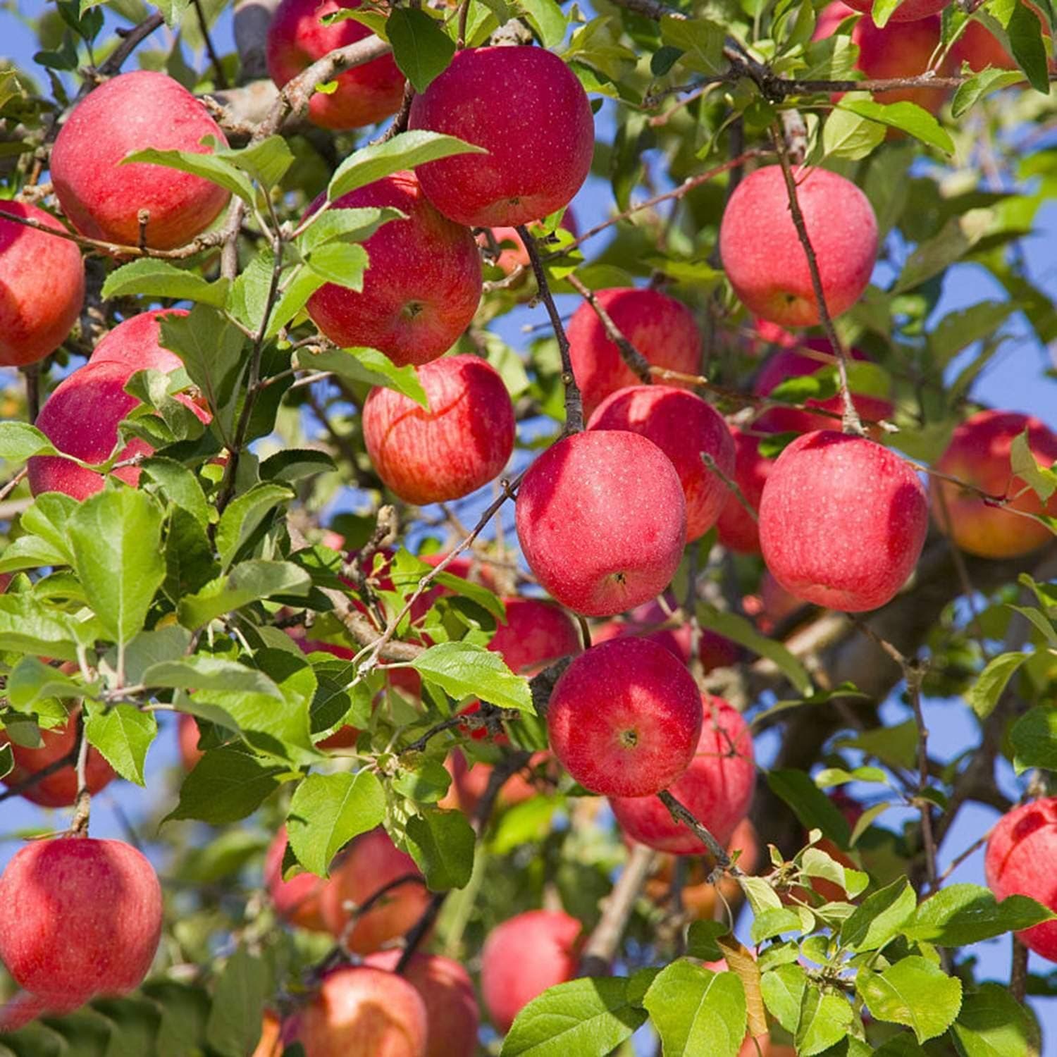 Apple Seeds Apple Tree Seeds Jewel Apple Tree Open Pollinated Seeds Heavy Fruit Producing Fast Growing