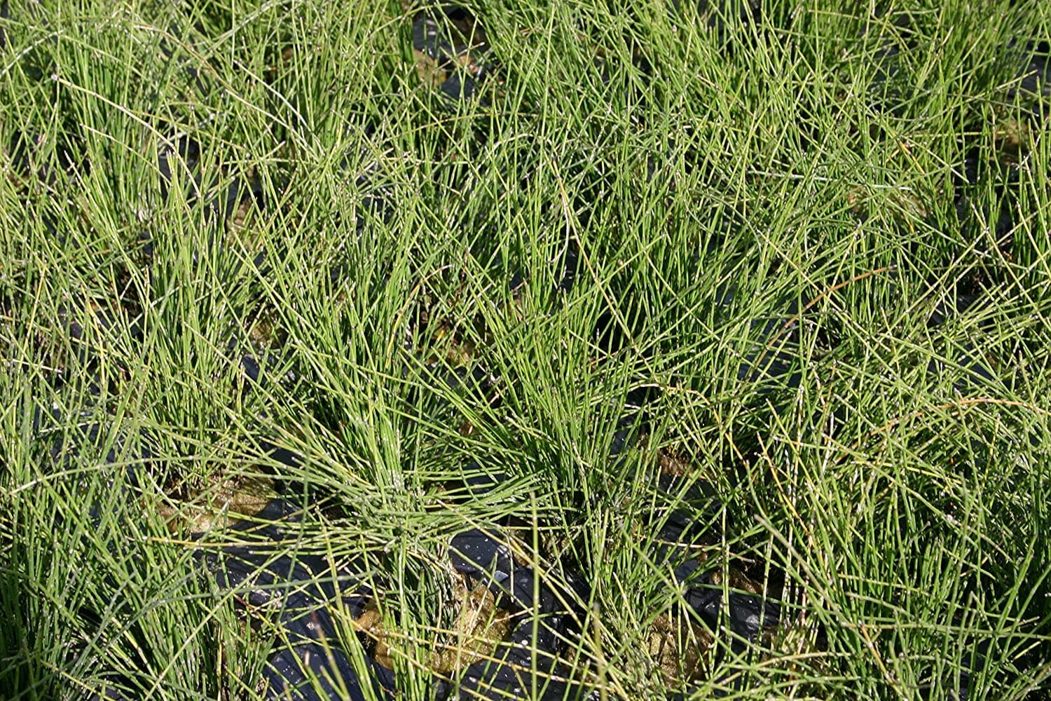 Pond Plant, Rush Horsetail Dwarf