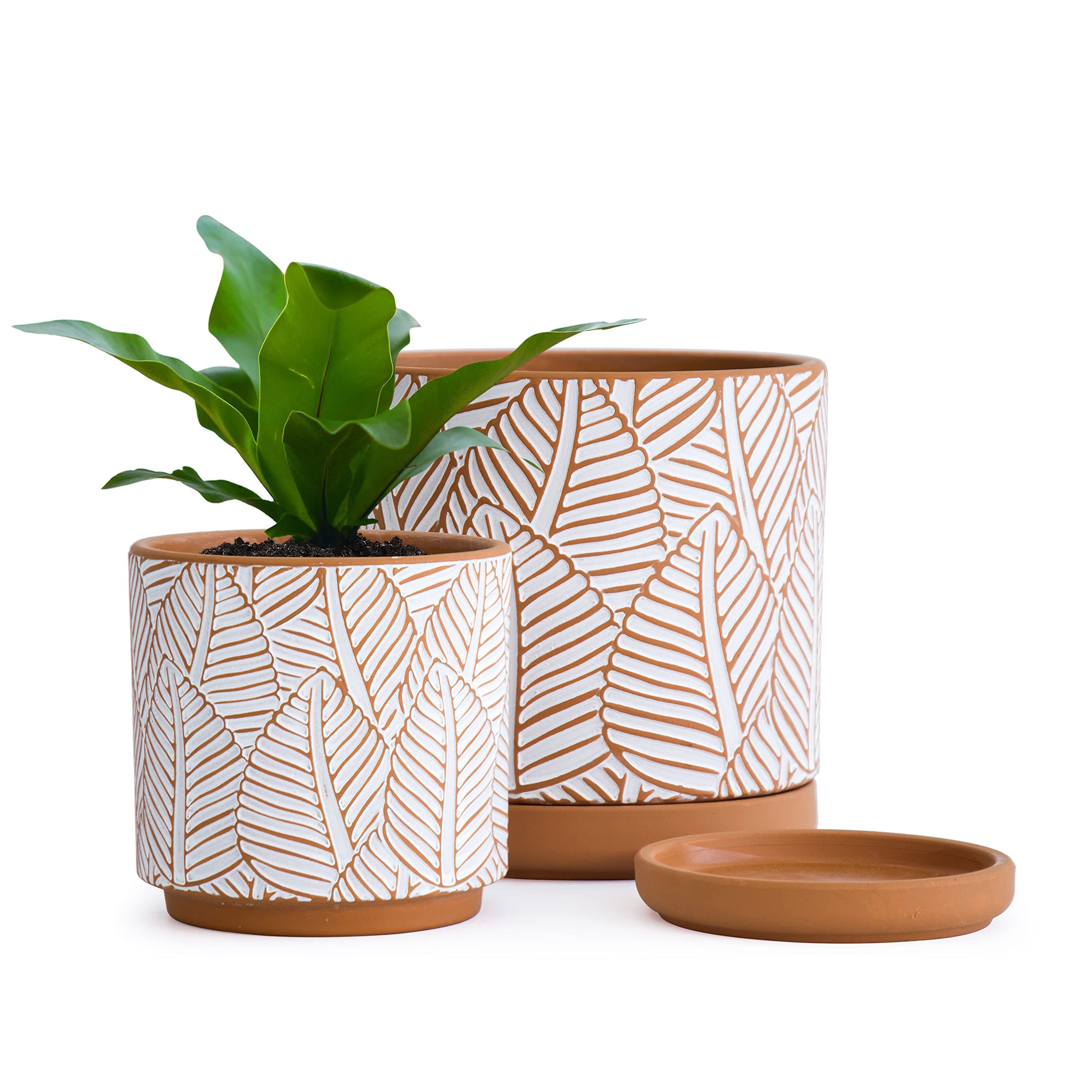 Set of 2, Broadleaf Pattern Planter Pot, 4.5 Inch and 6.3 Inch, Pot with Drainage Hole and Saucer, Terracotta/White