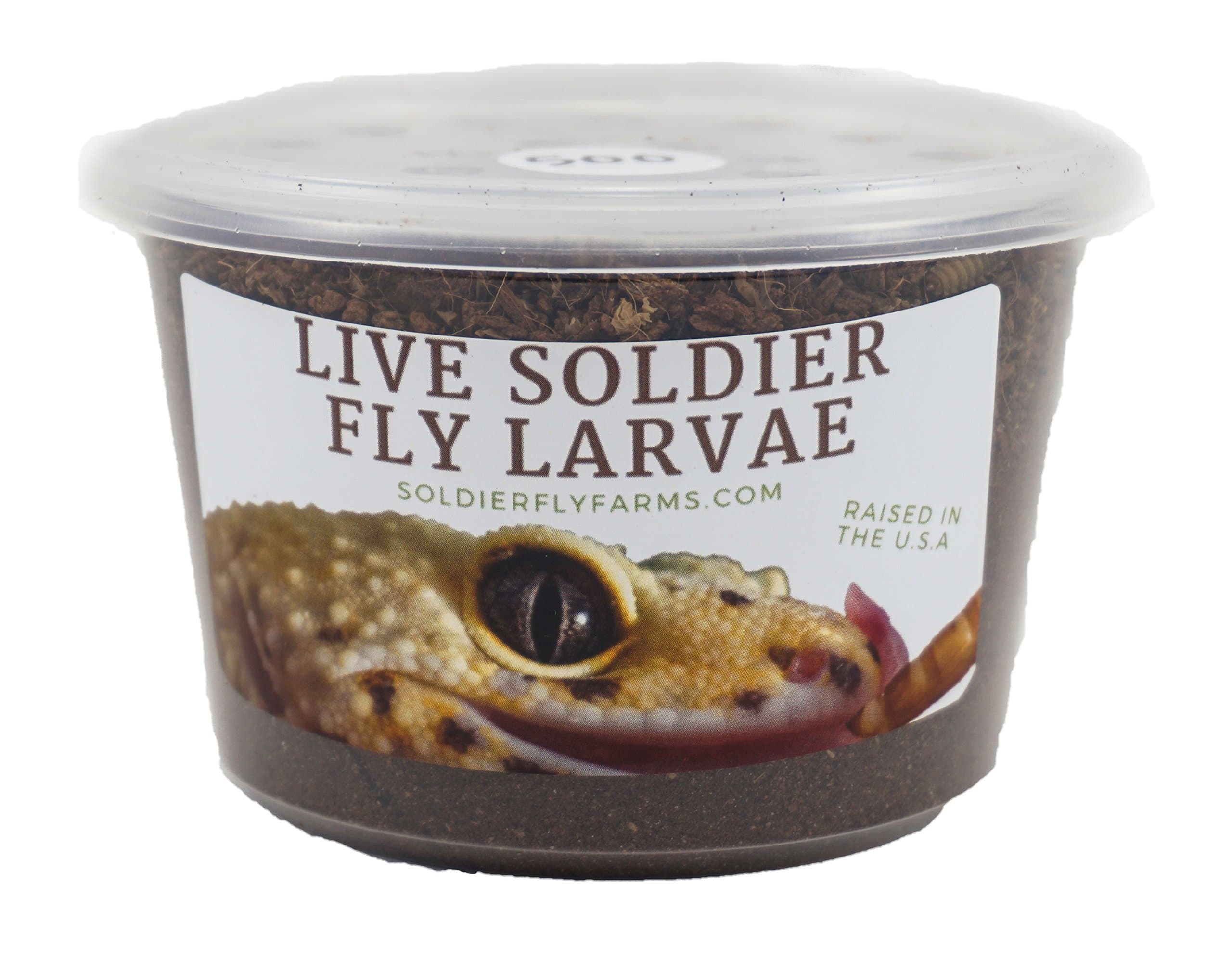 Live Black Soldier Fly Larvae - 500 Large