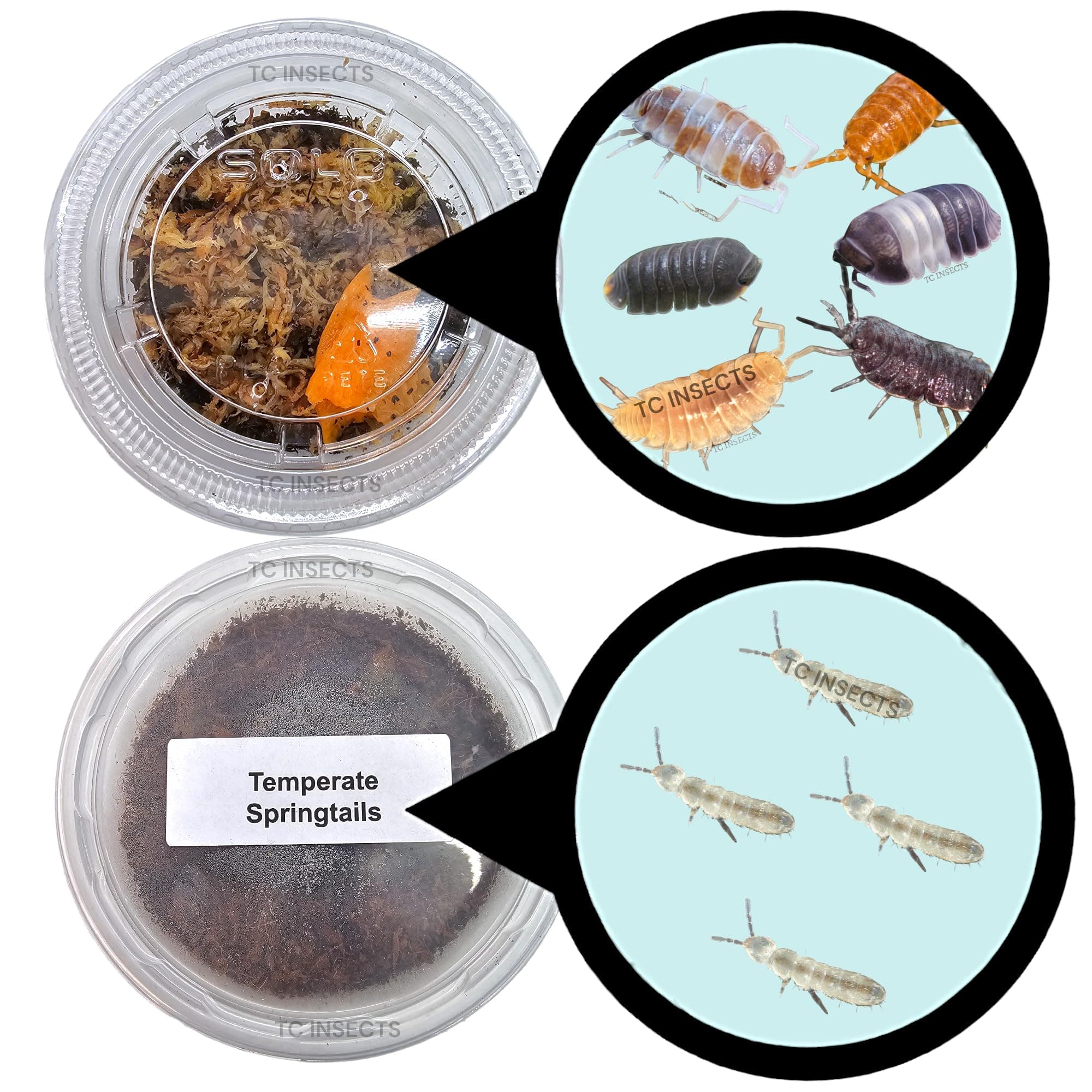 10 Mega Mix Isopods | 8oz Coco Temperate Springtails | Live Arrival Nationwide!