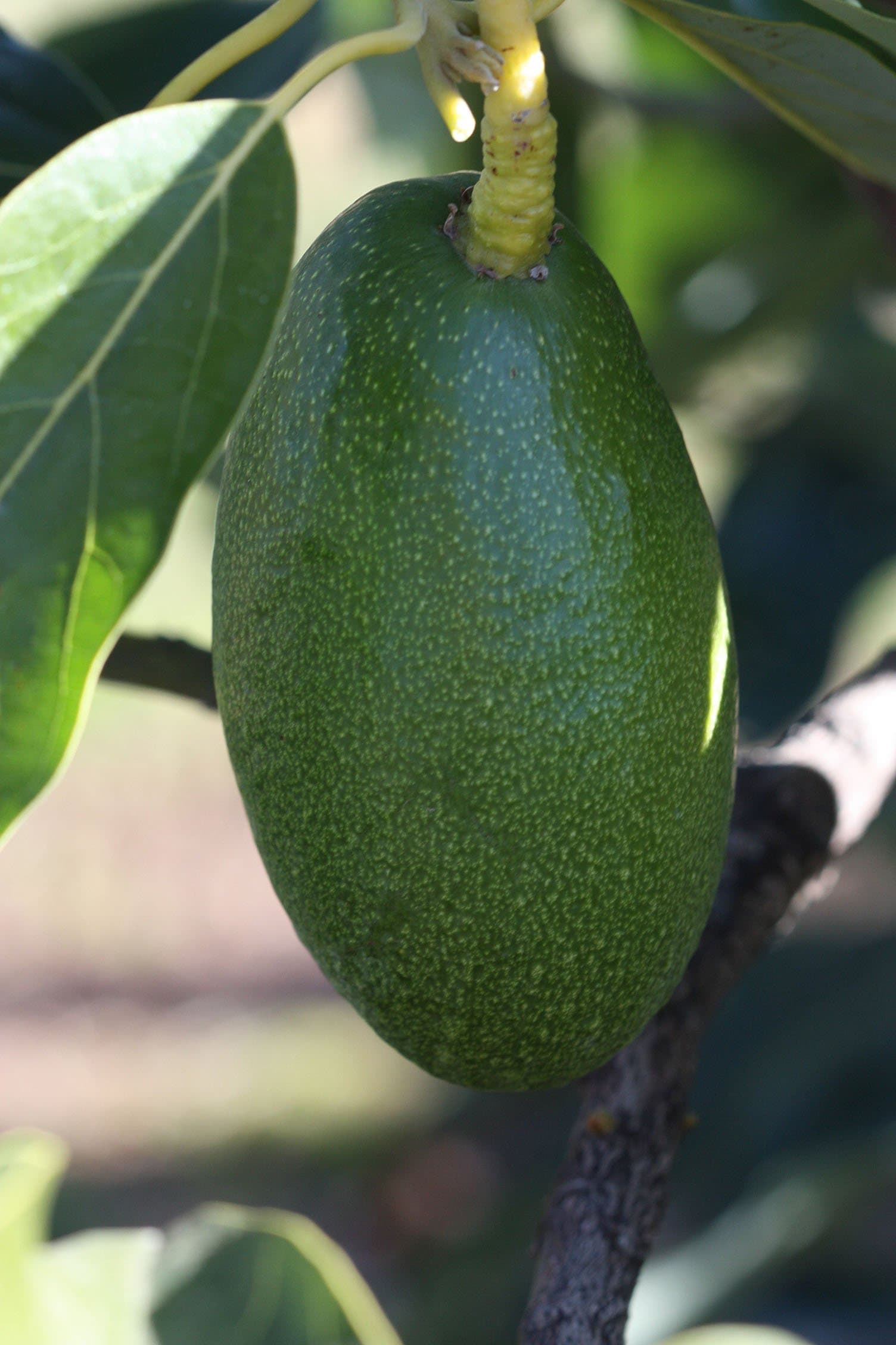 Bacon Avocado Grafted Tree - 1 Feet Tall - Ship in Plastic Bag