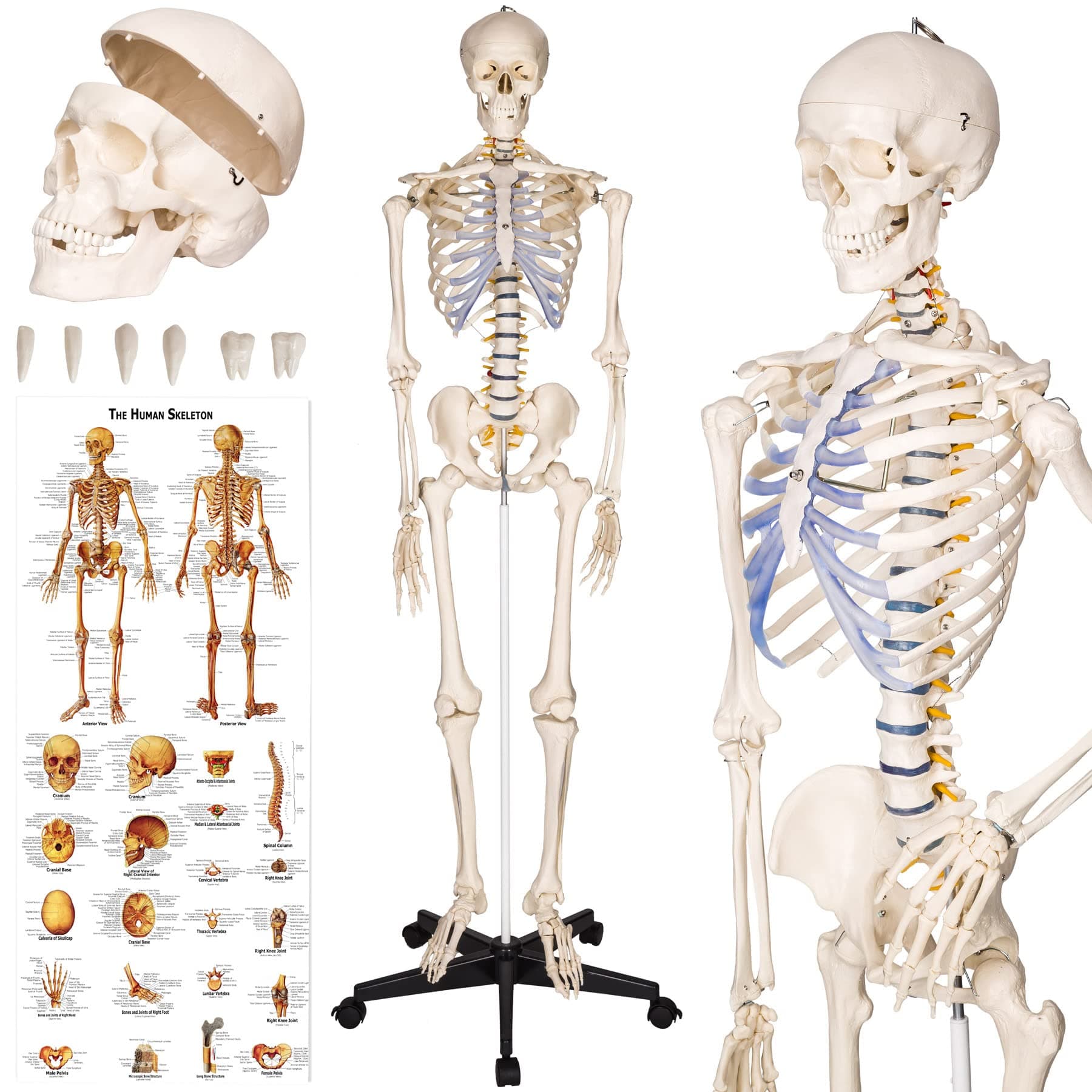 tectake® Life-Size Anatomical Skeleton, Detailed Human Skeleton Model with Removable Arms & Legs, Movable Joints, Skull with Removable Teeth, Incl. Large Anatomy Poster & Stand with Wheels - 181 cm
