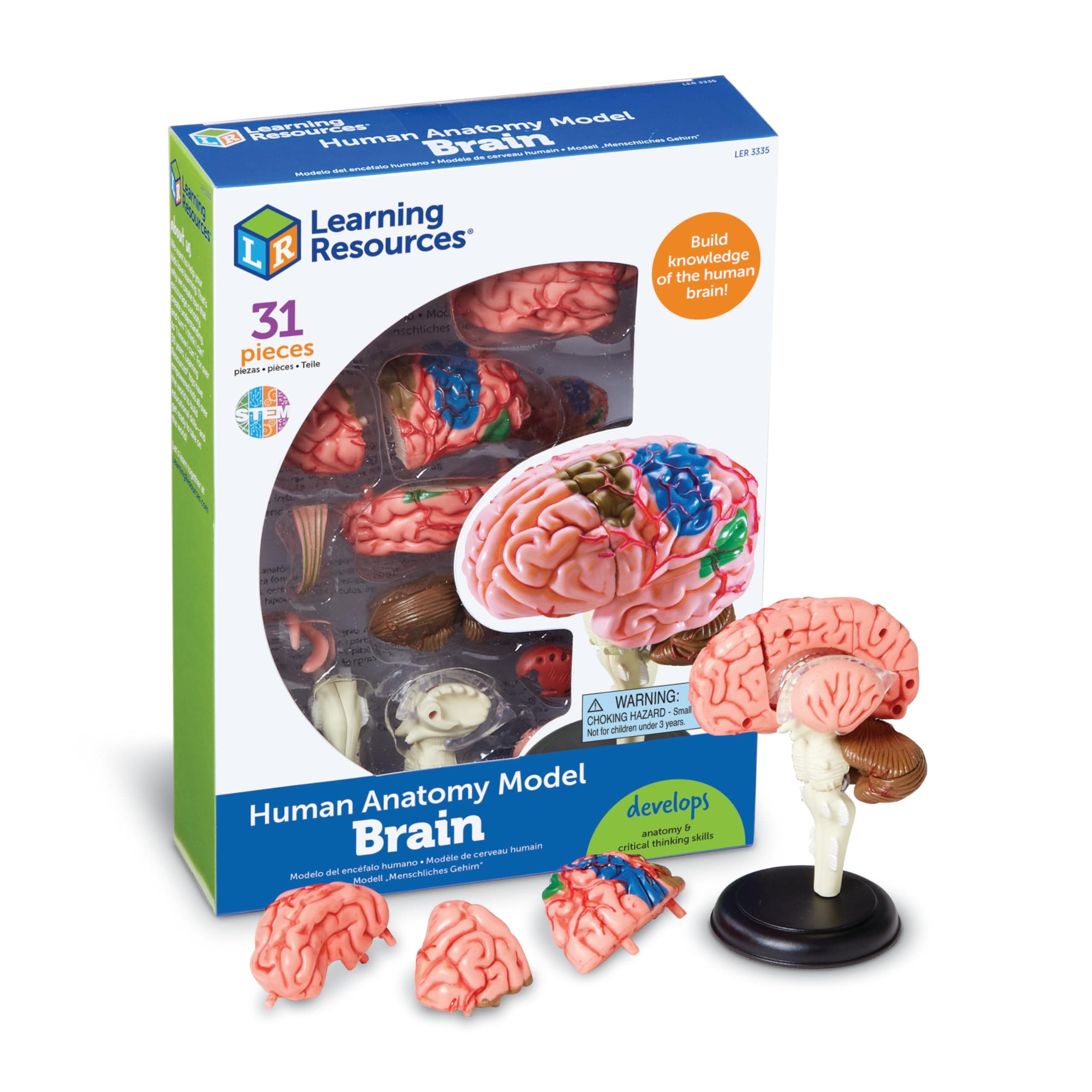 Brain Anatomy Model