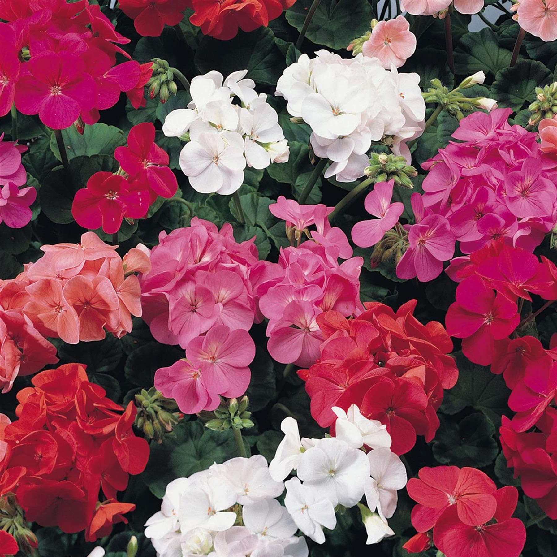 Perfect Plants - Geranium Plants Mixed Colours - 6 Pack Bedding Plants - Garden Ready Plants