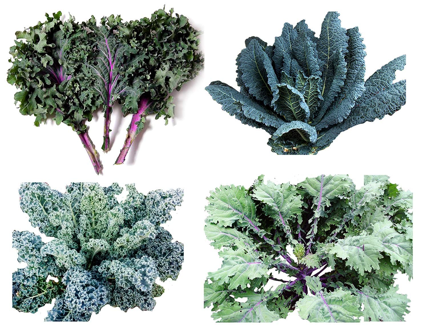1000 Kale Mixed Seeds, This is a Mix Dwarf Blue Curled, Lacinato Dinosaur, Siberian Dwarf, Russian Red, Heirloom Non-GMO USA Grown Brassica oleracea