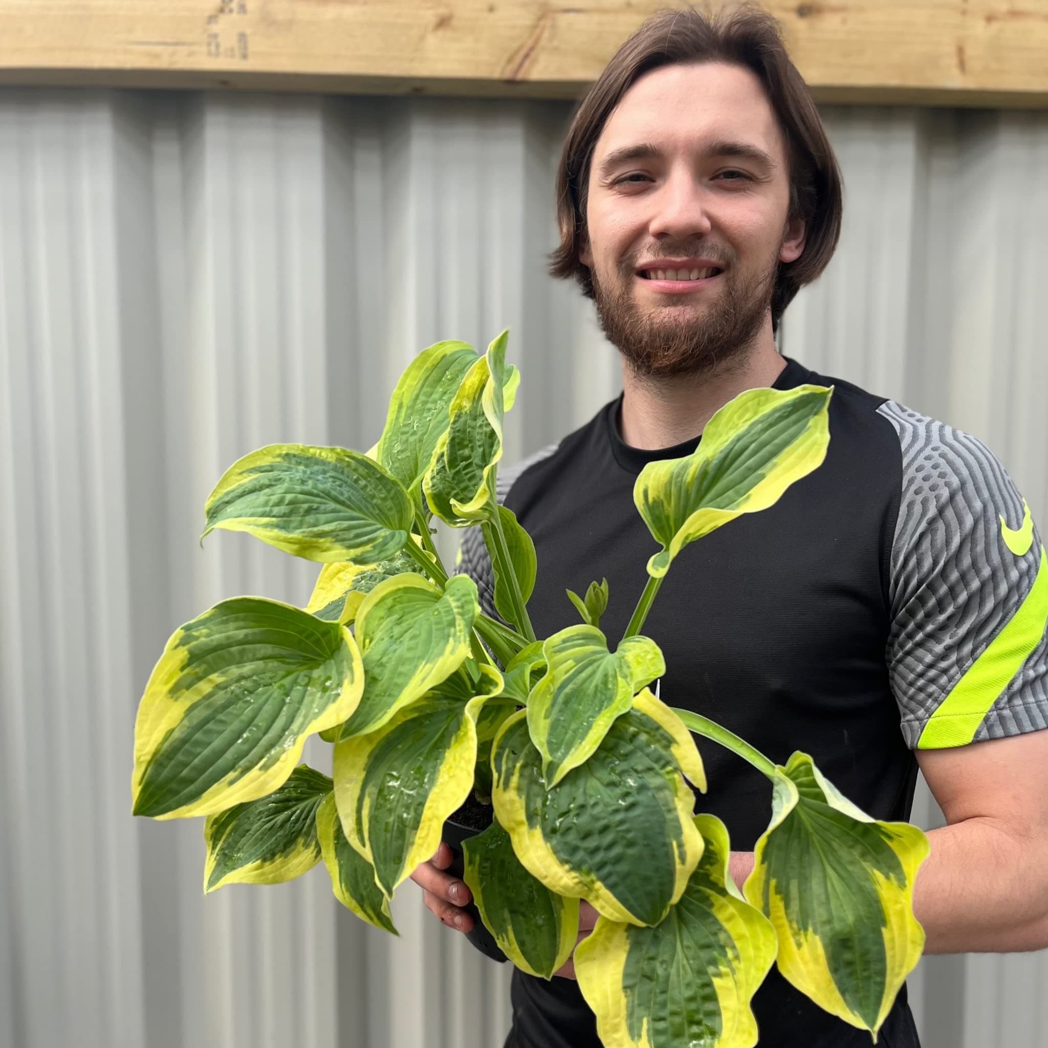 Hosta 'Wide Brim' | 3L Perennial