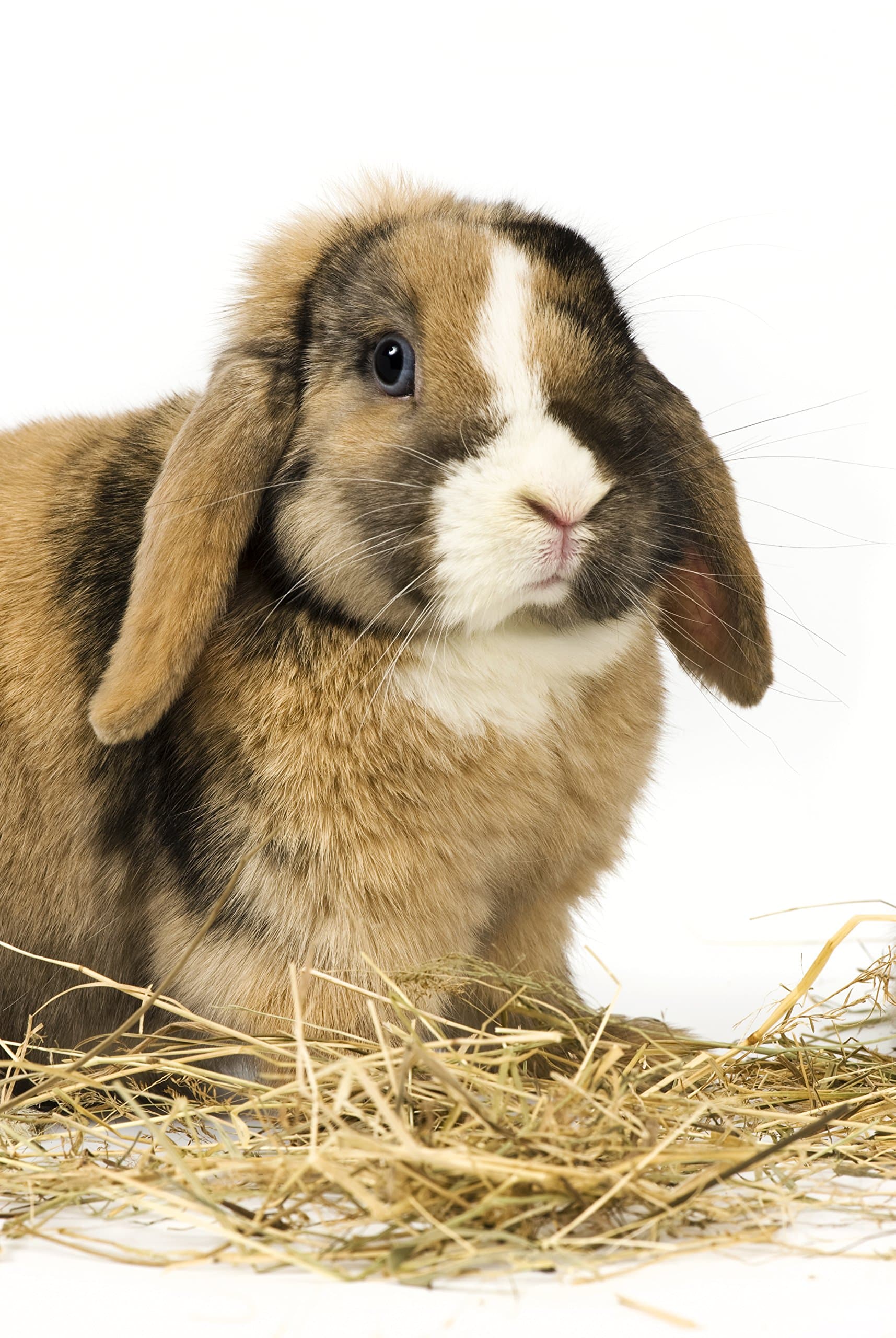 100 Percent Natural Wheat Straw (12 lbs.)