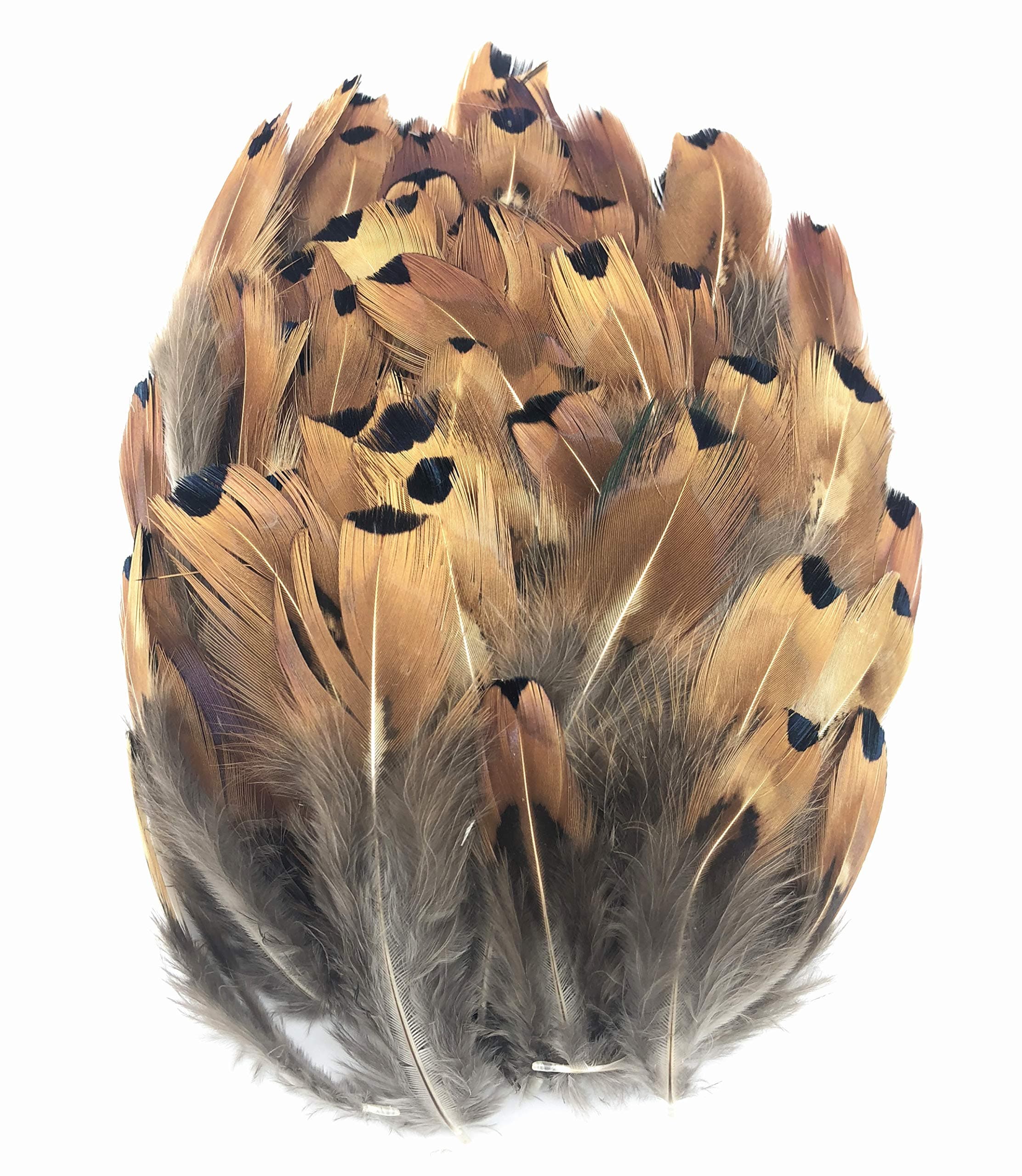 PANAX 100 Pieces Natural Pheasant Feathers Brown with Big Points 5-8cm/2-3 Inches